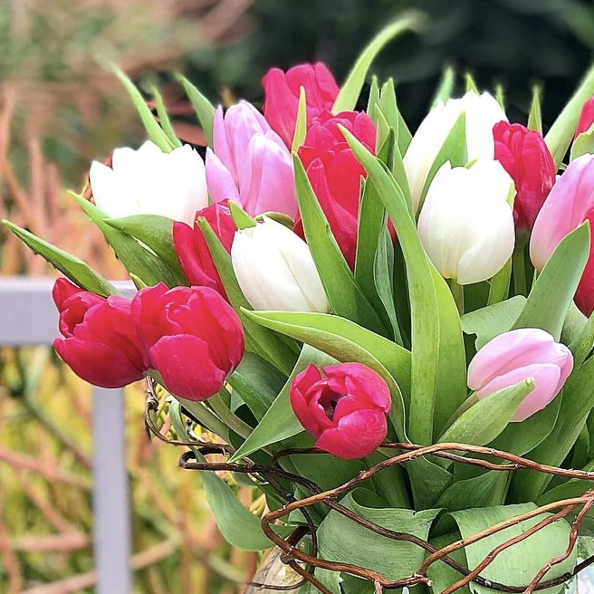 Bouquet of pink, red, and white tulips wrapped in twigs