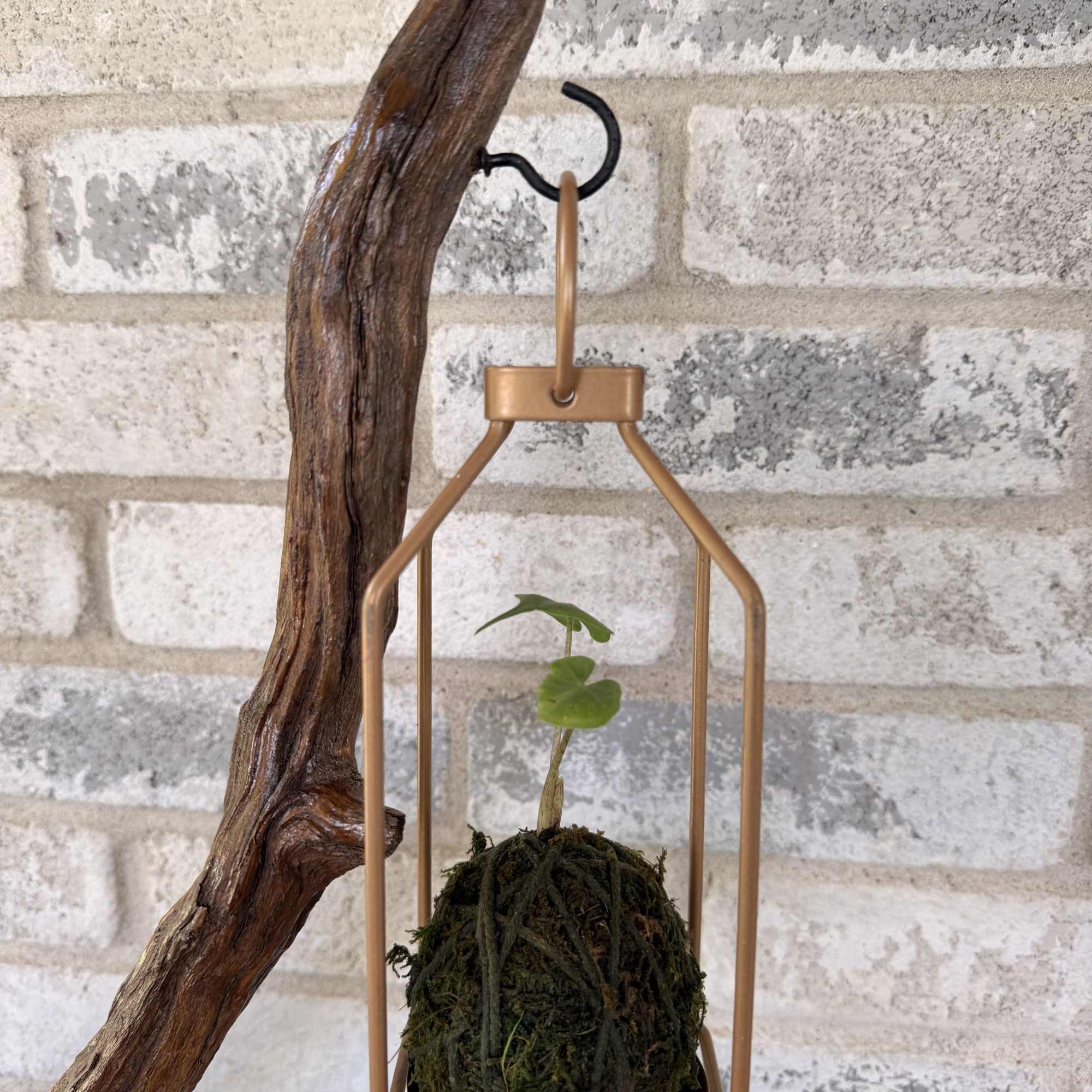 This isn&rsquo;t just d&eacute;cor&mdash;it&rsquo;s living art. Designed for those who appreciate organic