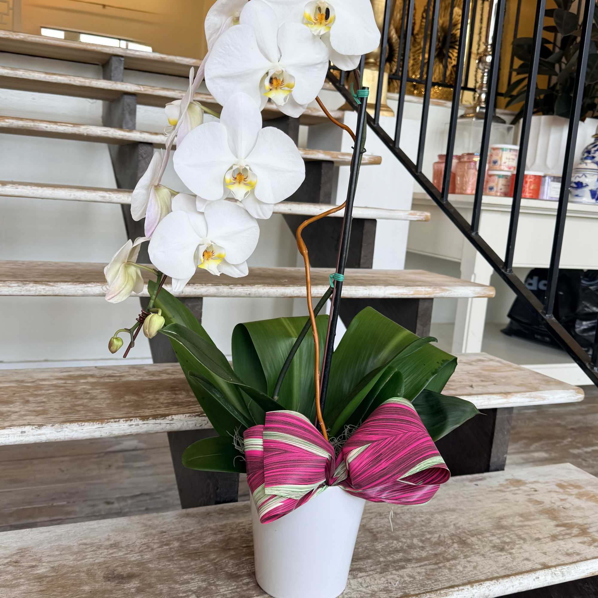 White orchid plant in a white pot with a pink striped bow