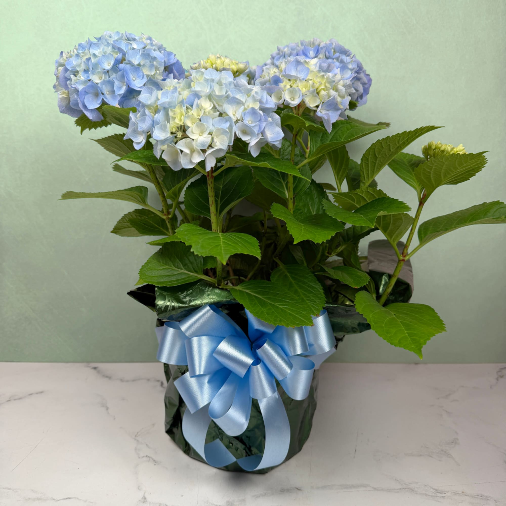 Pale blue and creamy white hydrangea blooms cluster above broad glossy green
