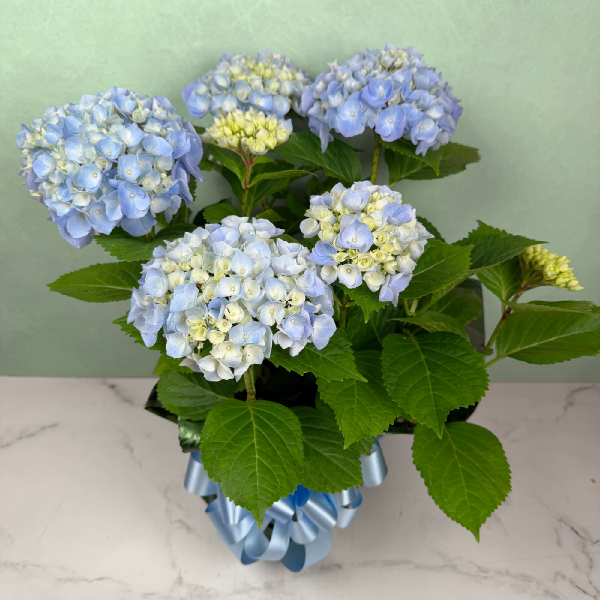 Pale blue and creamy white hydrangea blooms cluster above broad glossy green