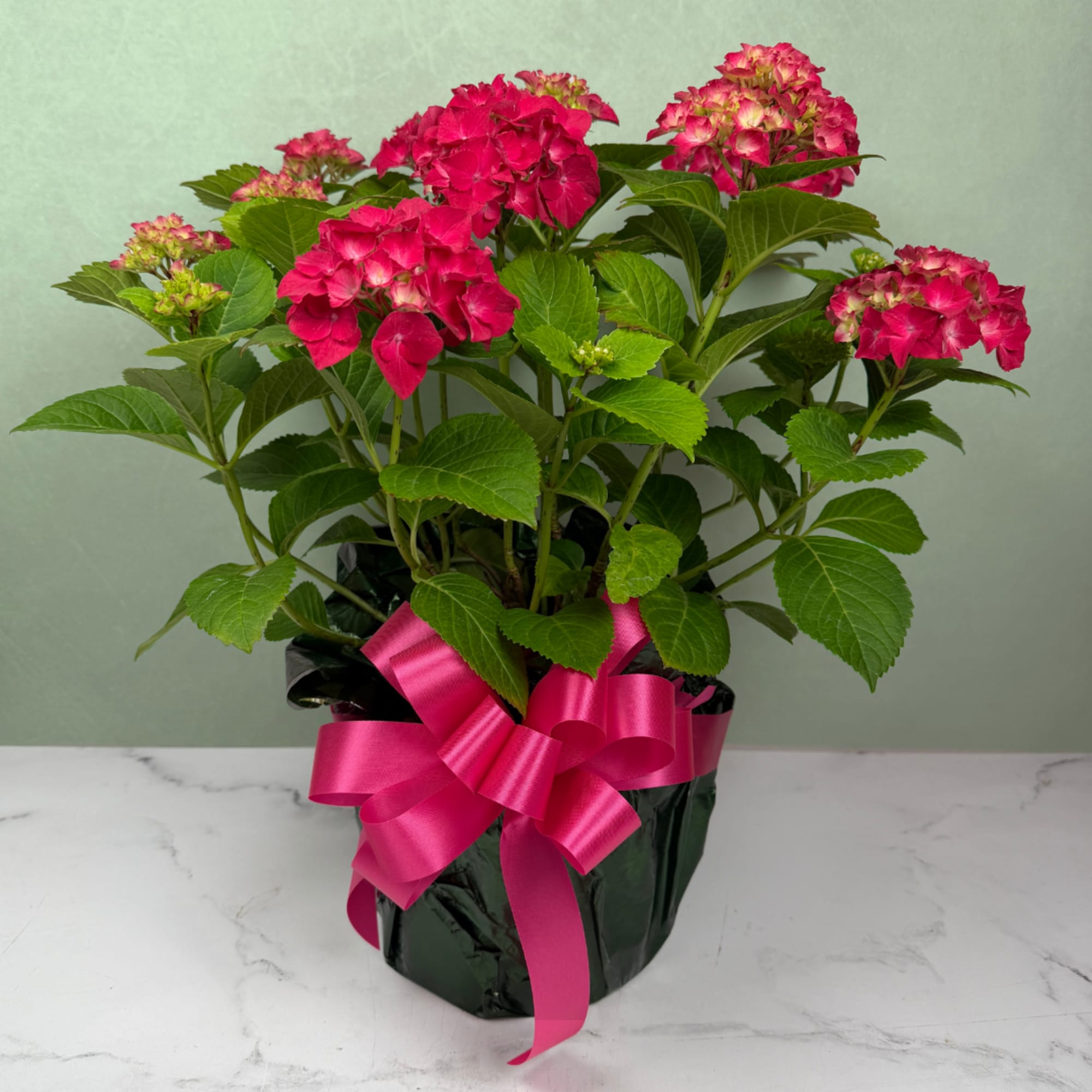 Vibrant raspberry-hot pink hydrangea blooms cluster above broad glossy green leaves with