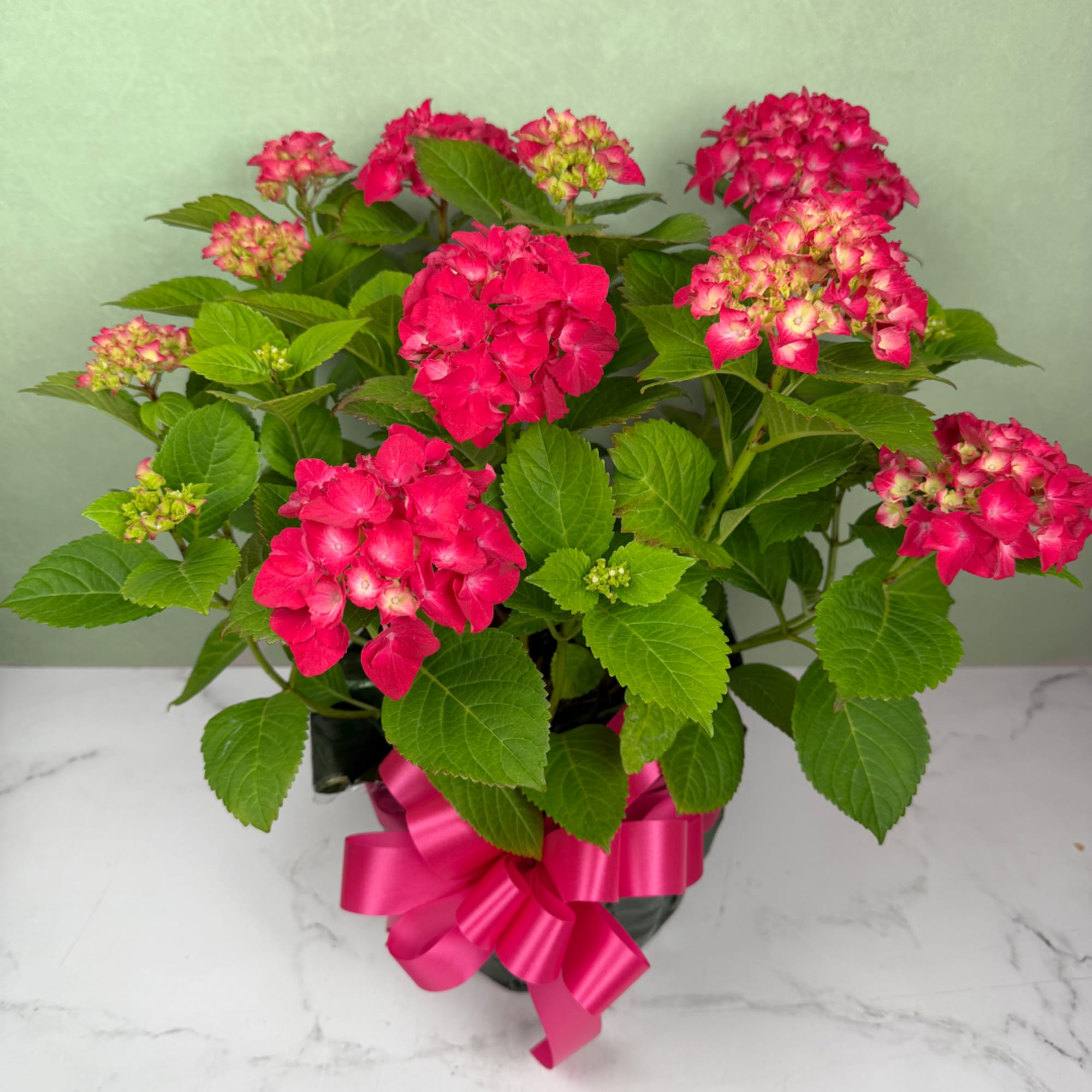 Vibrant raspberry-hot pink hydrangea blooms cluster above broad glossy green leaves with