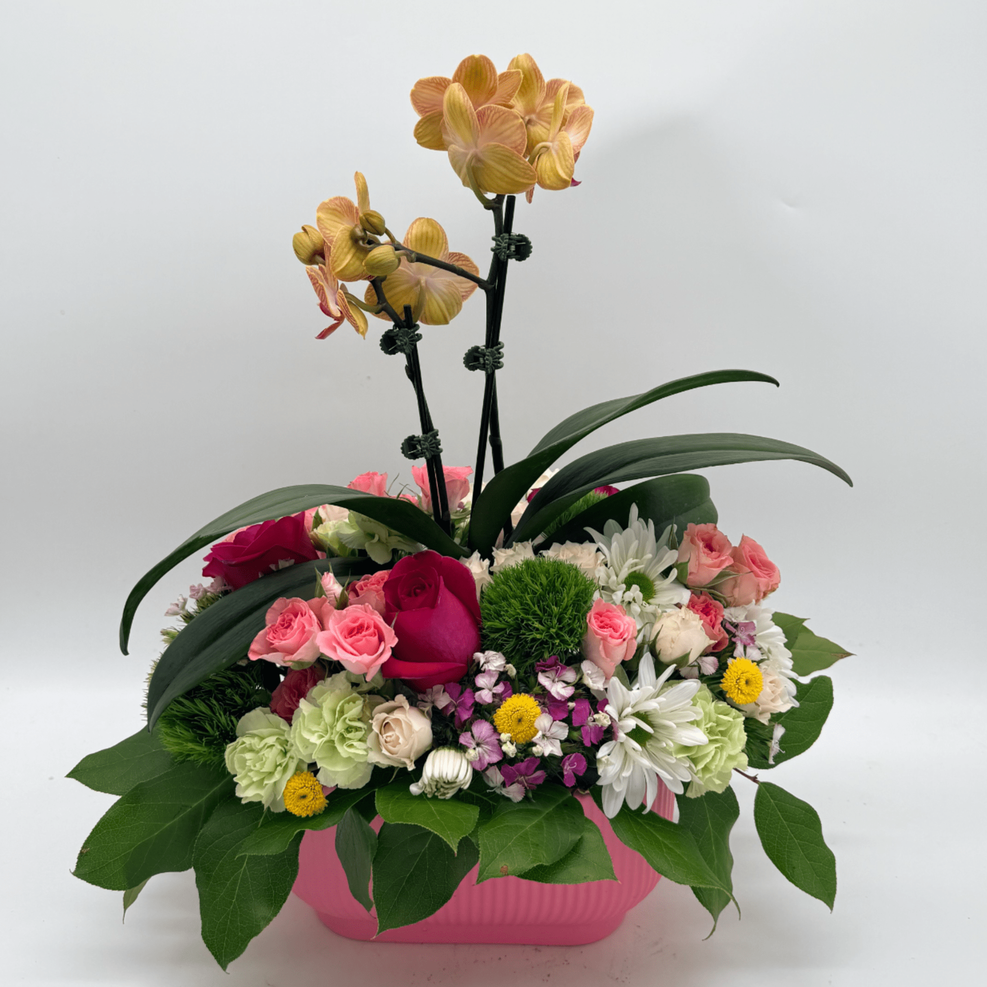 This dainty arrangement features a graceful small phalaenopsis orchid surrounded by a