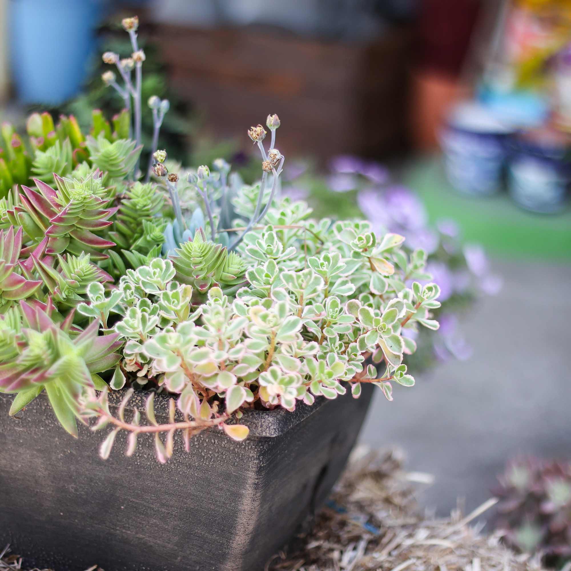 Potted succulent arrangement in a black square planter