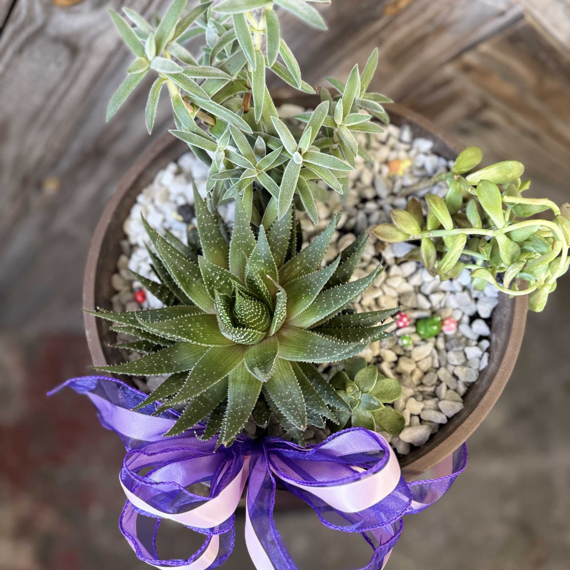 Potted succulent arrangement with a purple ribbon bow