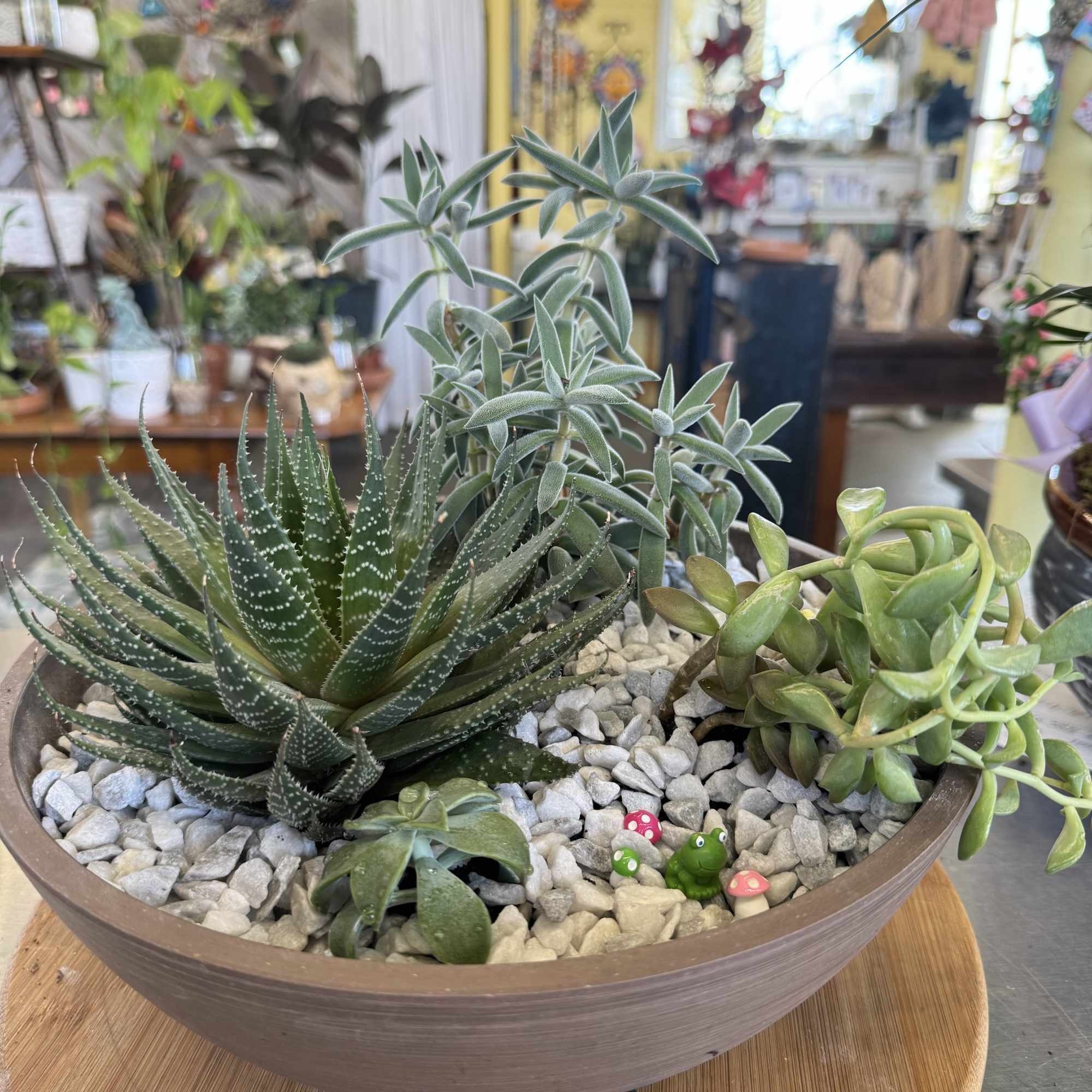 Succulent arrangement in a shallow bowl with white stones