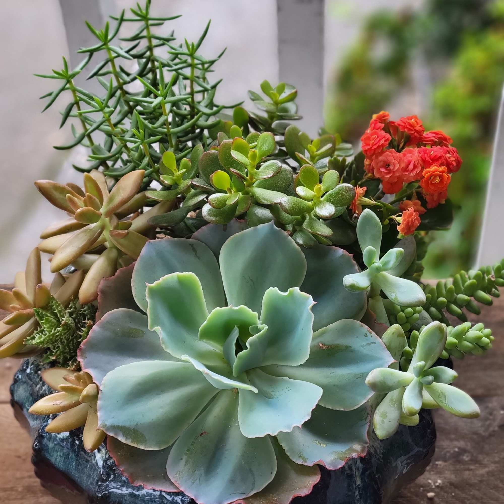 Lanie's Succulent Symphonie is a  stunning, hand-selected mixed succulent arrangement featuring