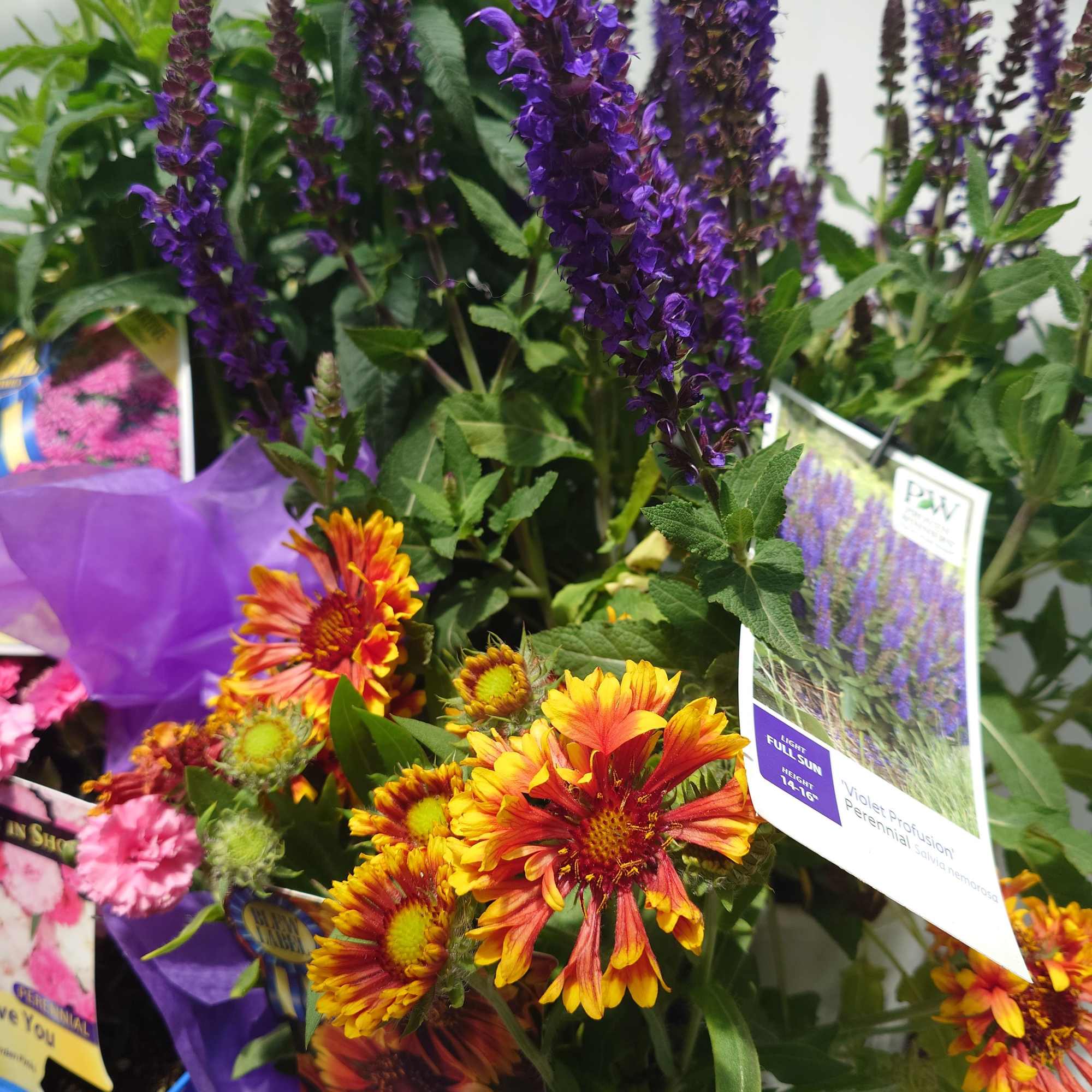 Purple flower spikes with orange-yellow daisy blooms in a plant display