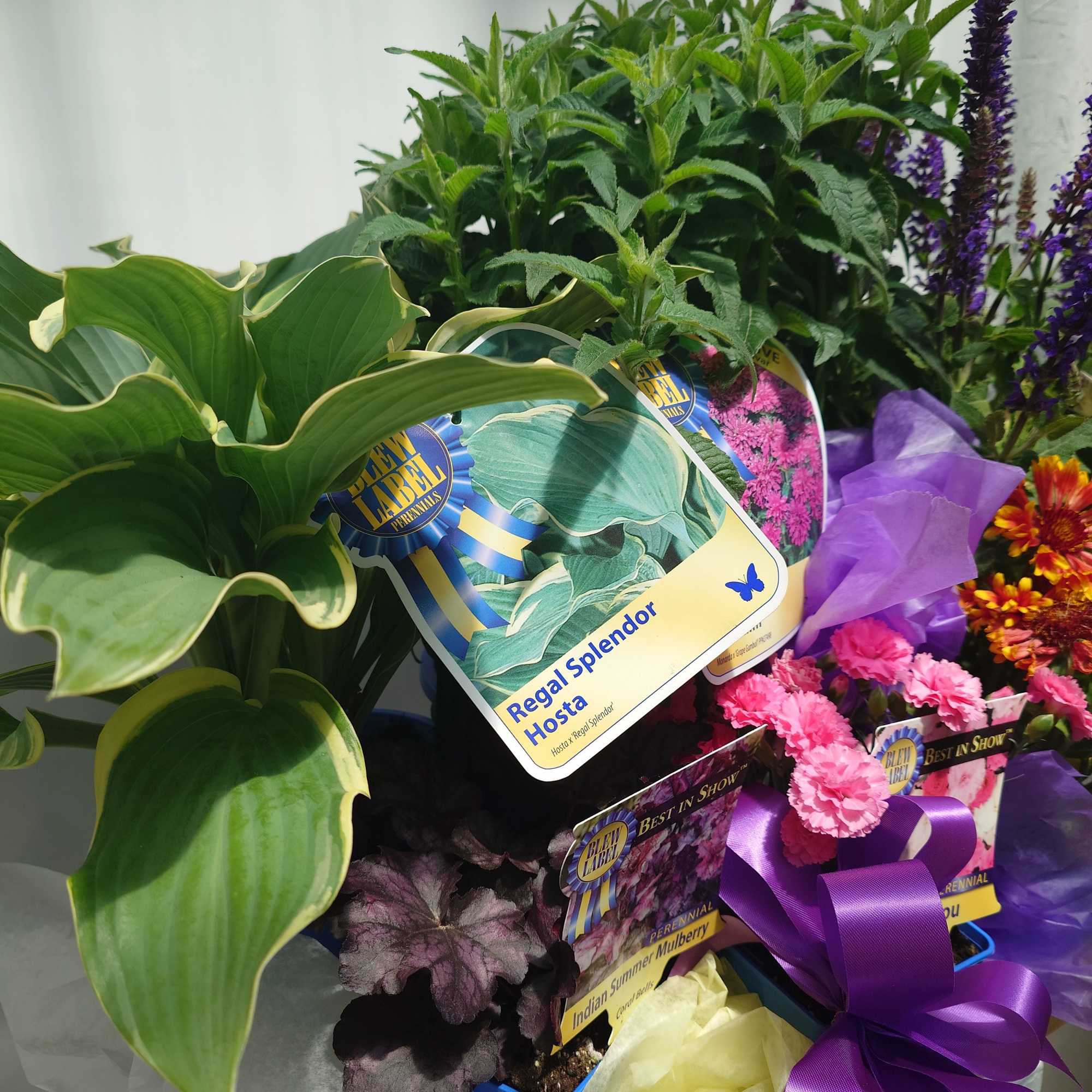 Potted hosta and flowering plants wrapped with purple ribbon and tissue paper