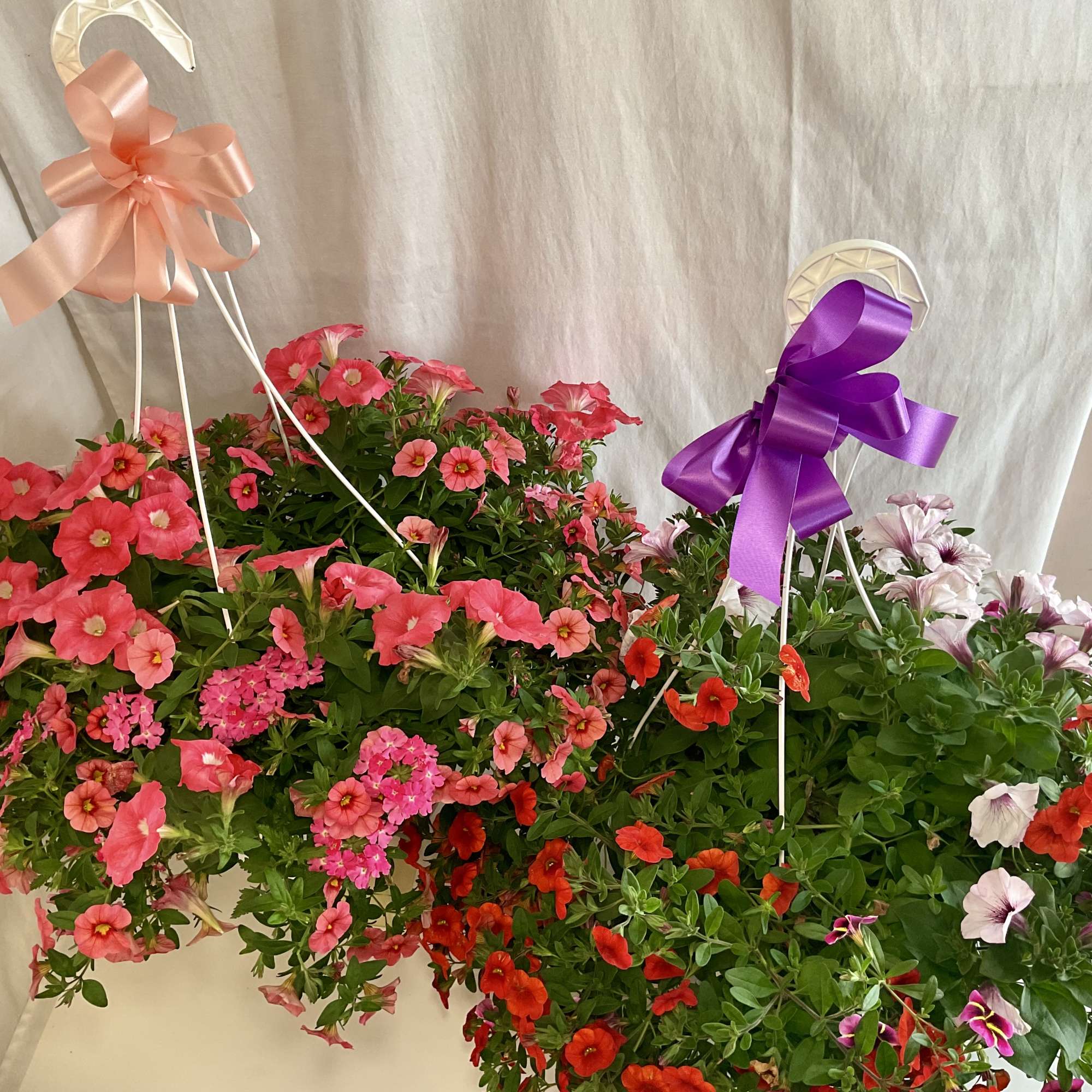 Hanging baskets of pink, red, and purple petunias with ribbon bows