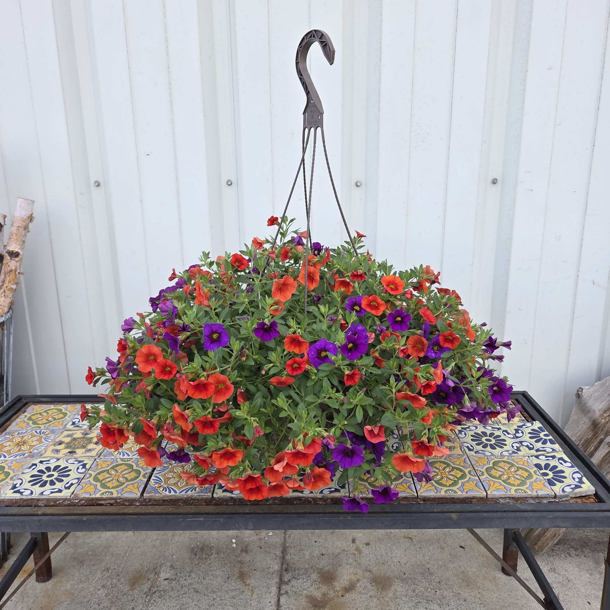 Plant varieties and colors will vary with each basket, we'll choose the