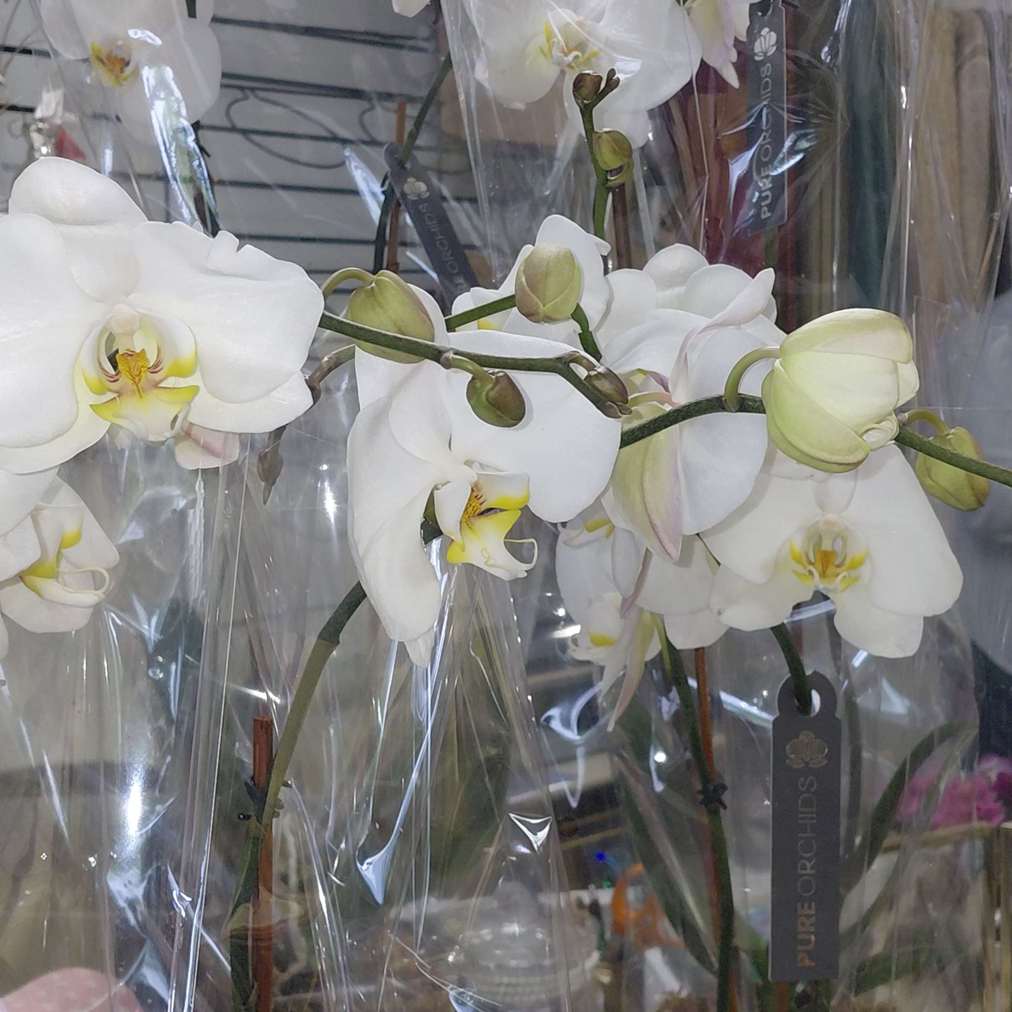  Double Phalaenopsis  Plant, more than just a plant, they represent