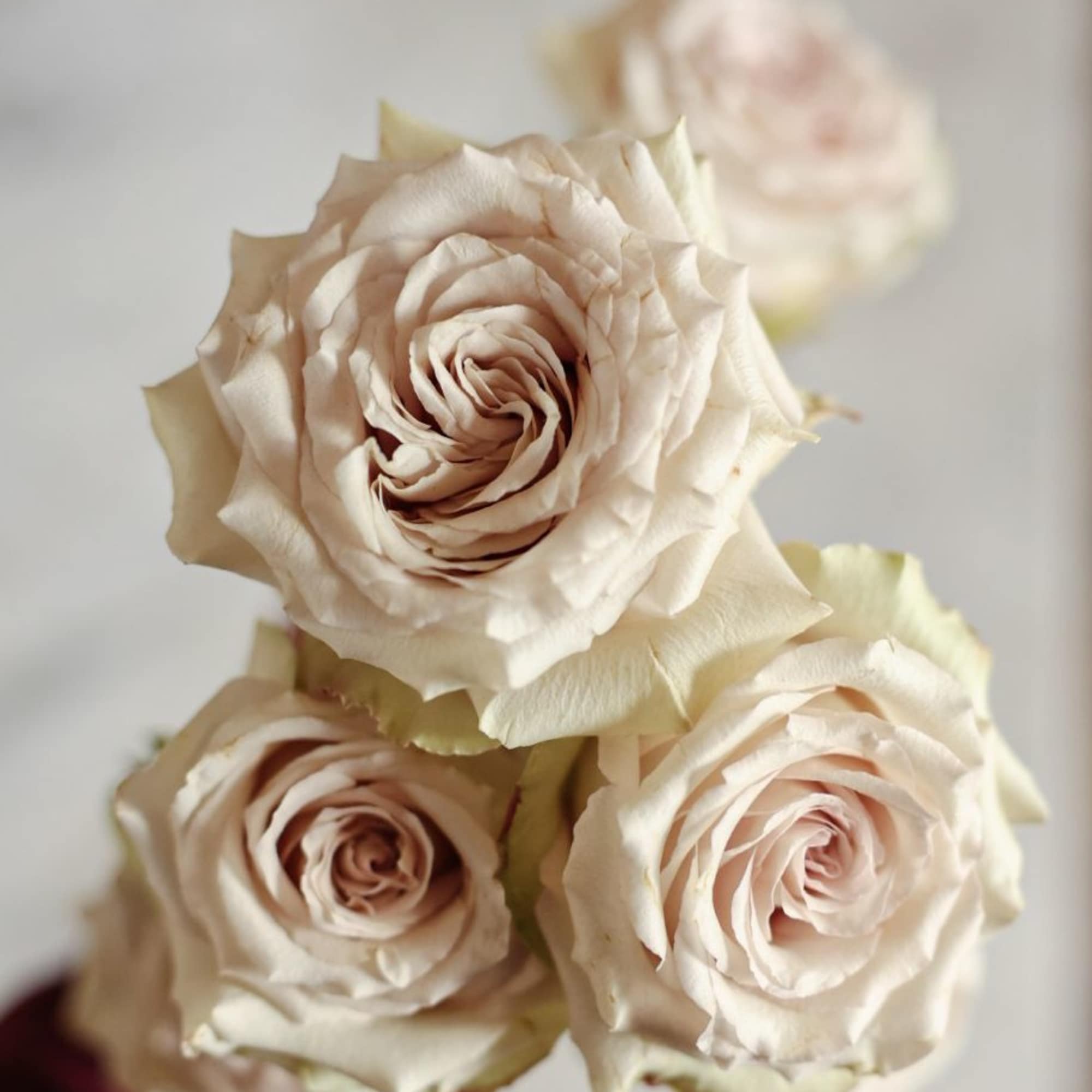 Quicksand Garden Roses by The Front Porch JXN