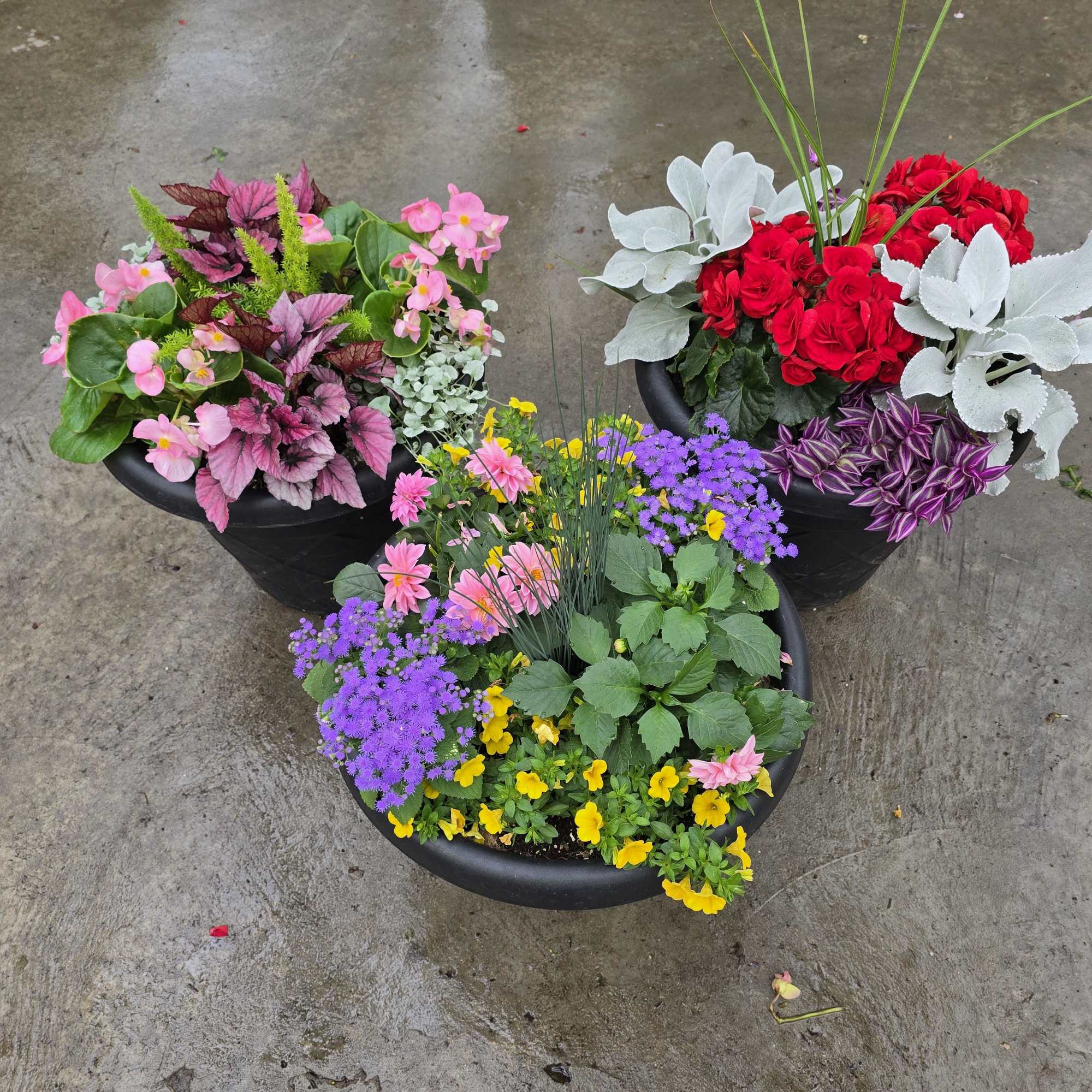 Three colorful flower planters in black pots arranged on wet pavement.