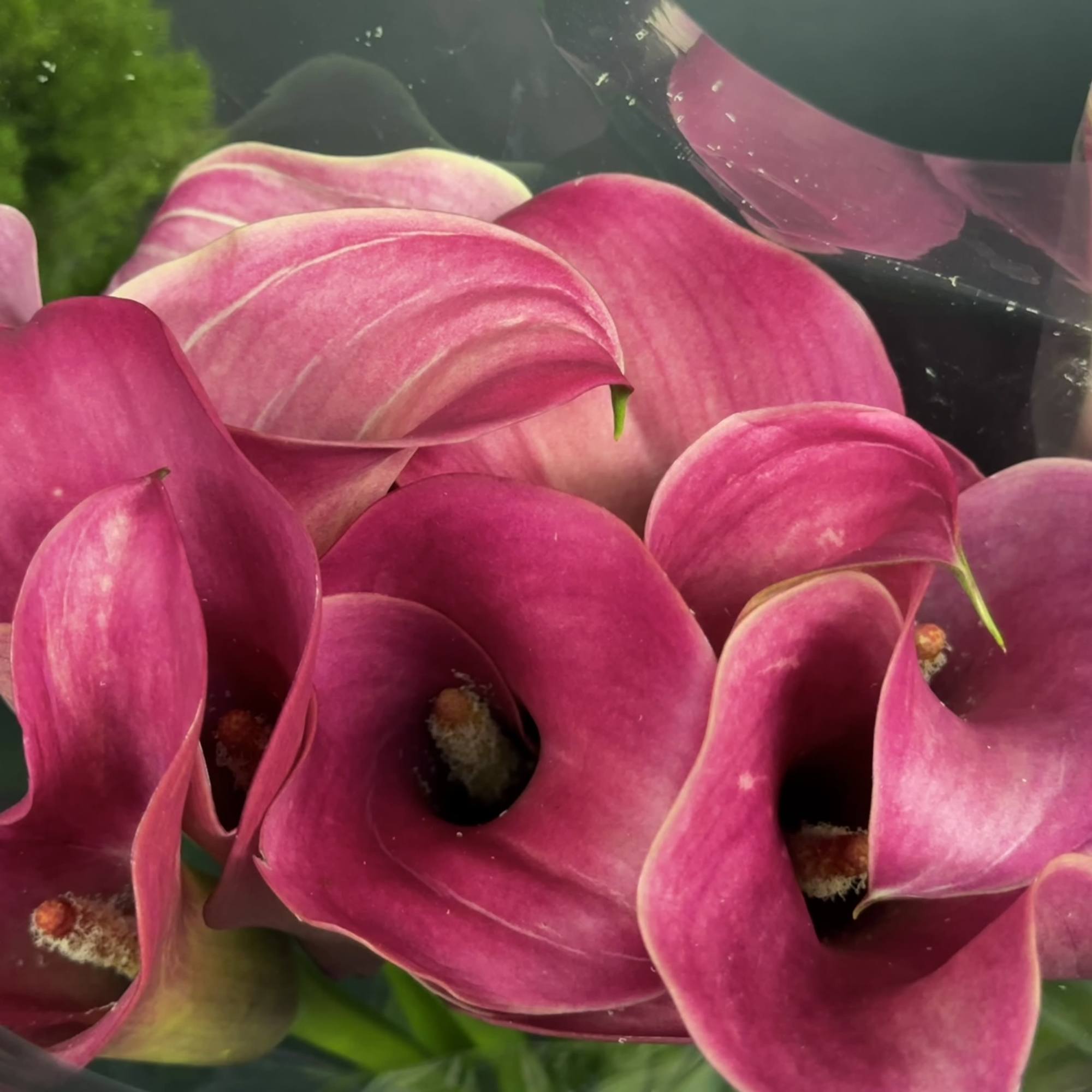 Bouquet of magenta calla lilies wrapped in clear plastic