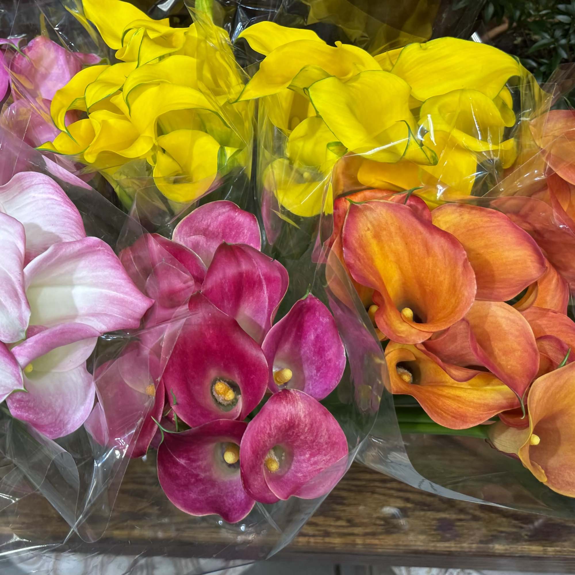 Bundles of colorful calla lilies wrapped in clear plastic