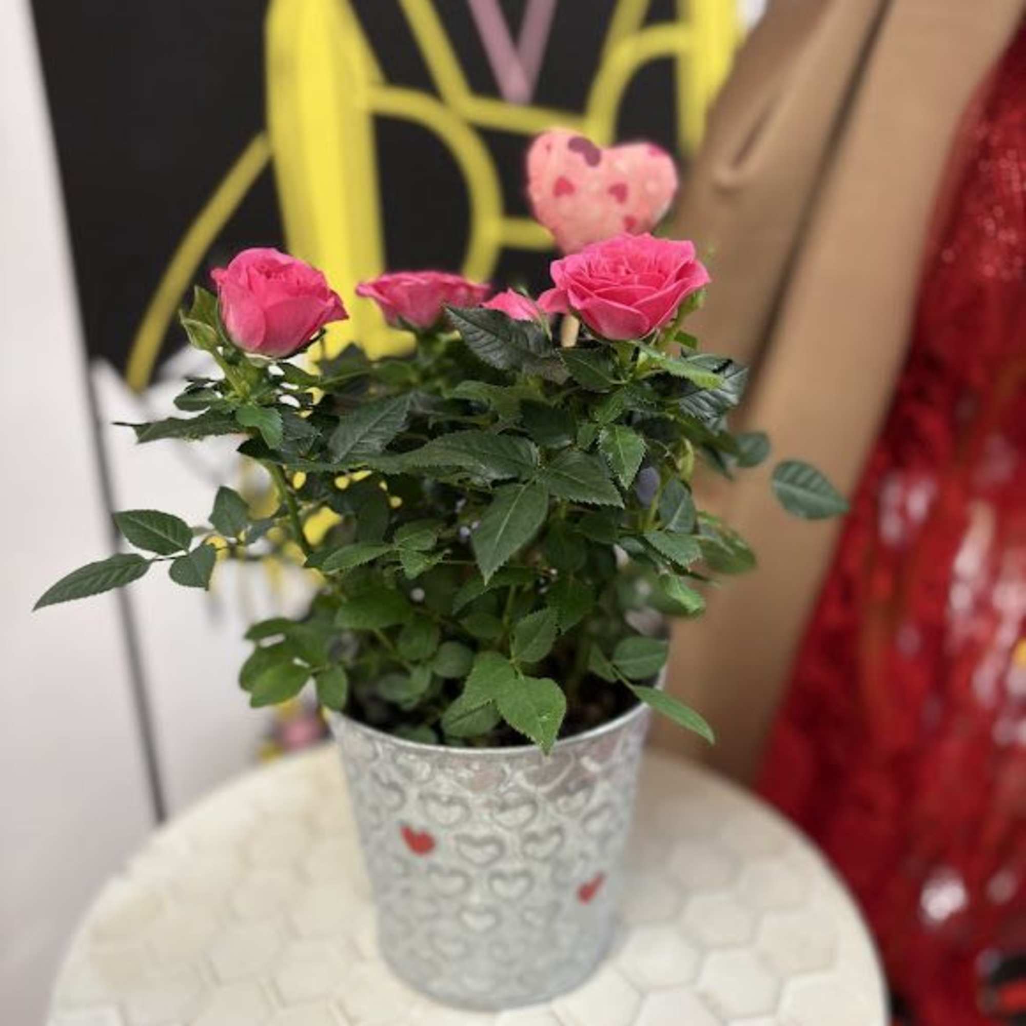 Potted pink rose plant in a silver heart-patterned container
