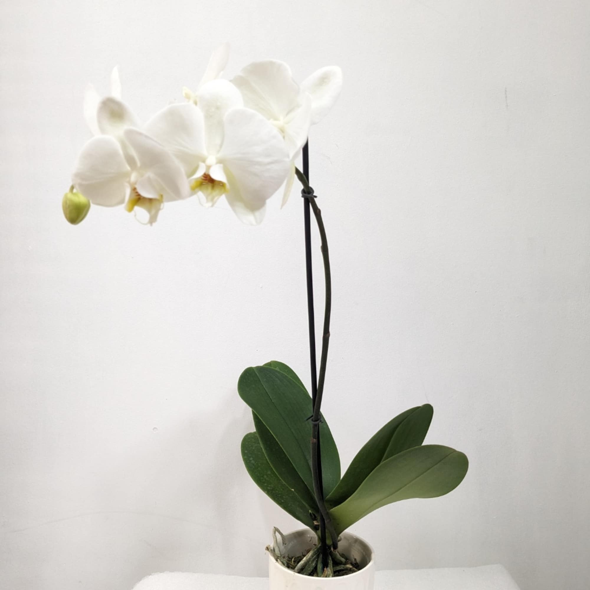 White orchid plant in a white pot