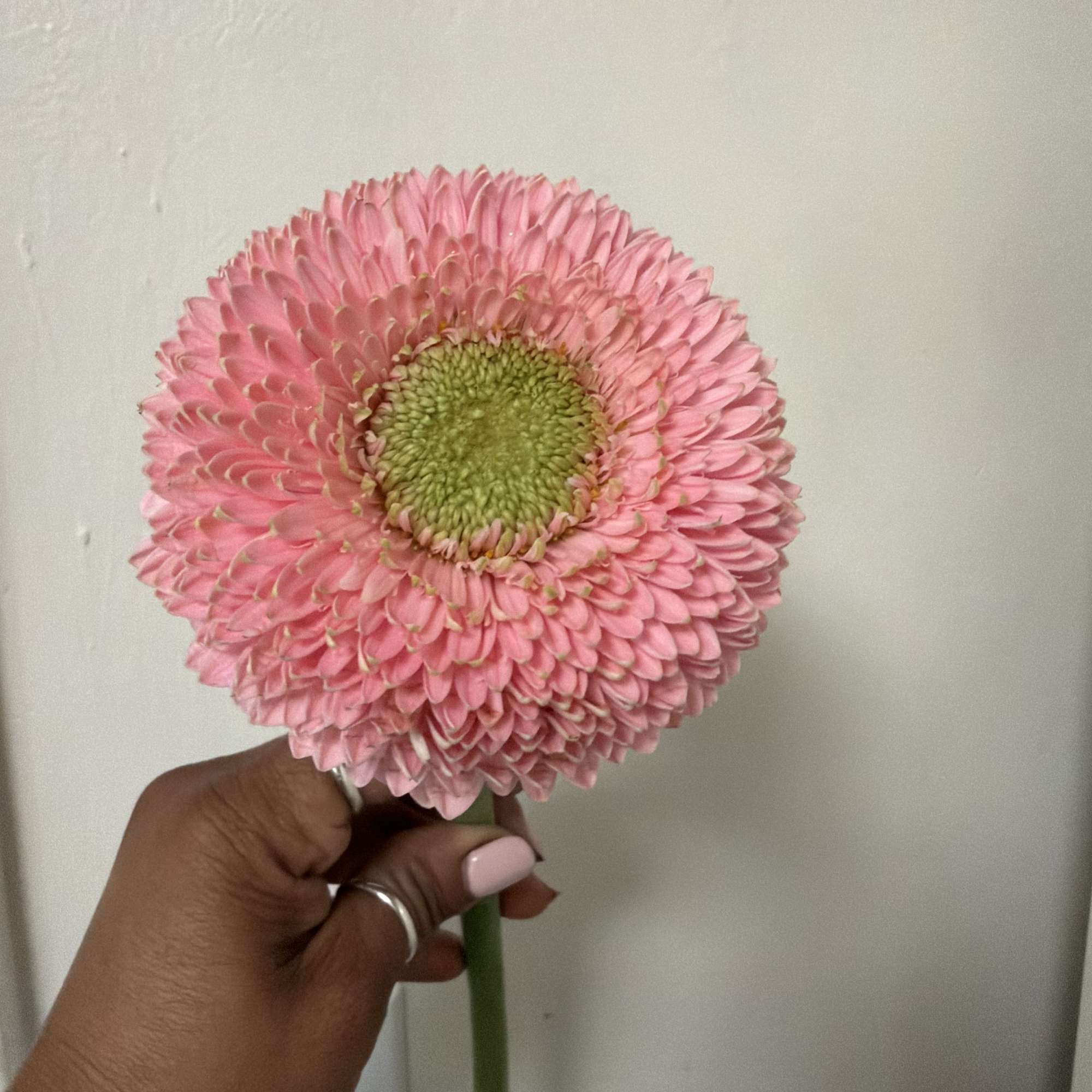 Single pink gerbera daisy held by hand