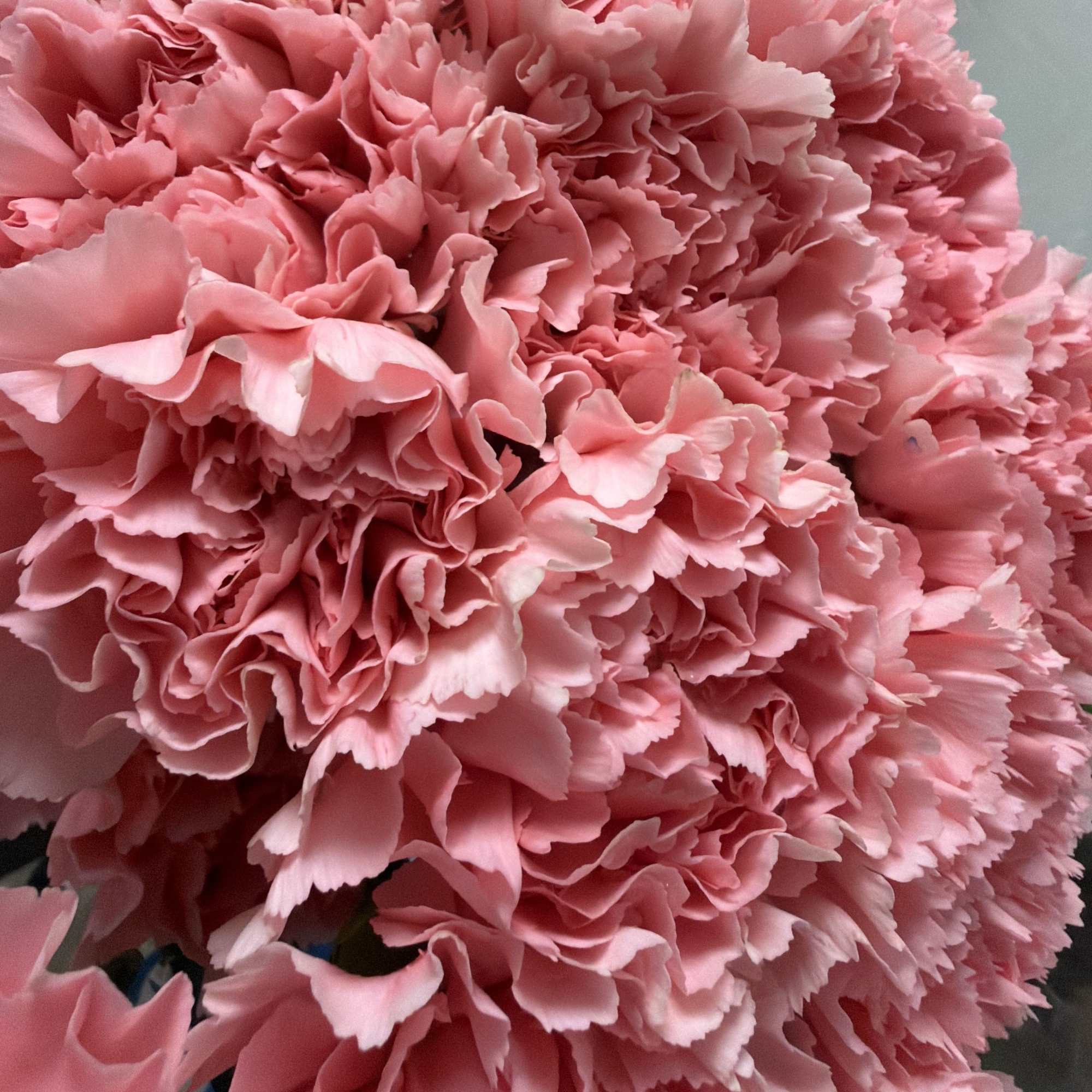 Close-up of a bouquet of pink carnations