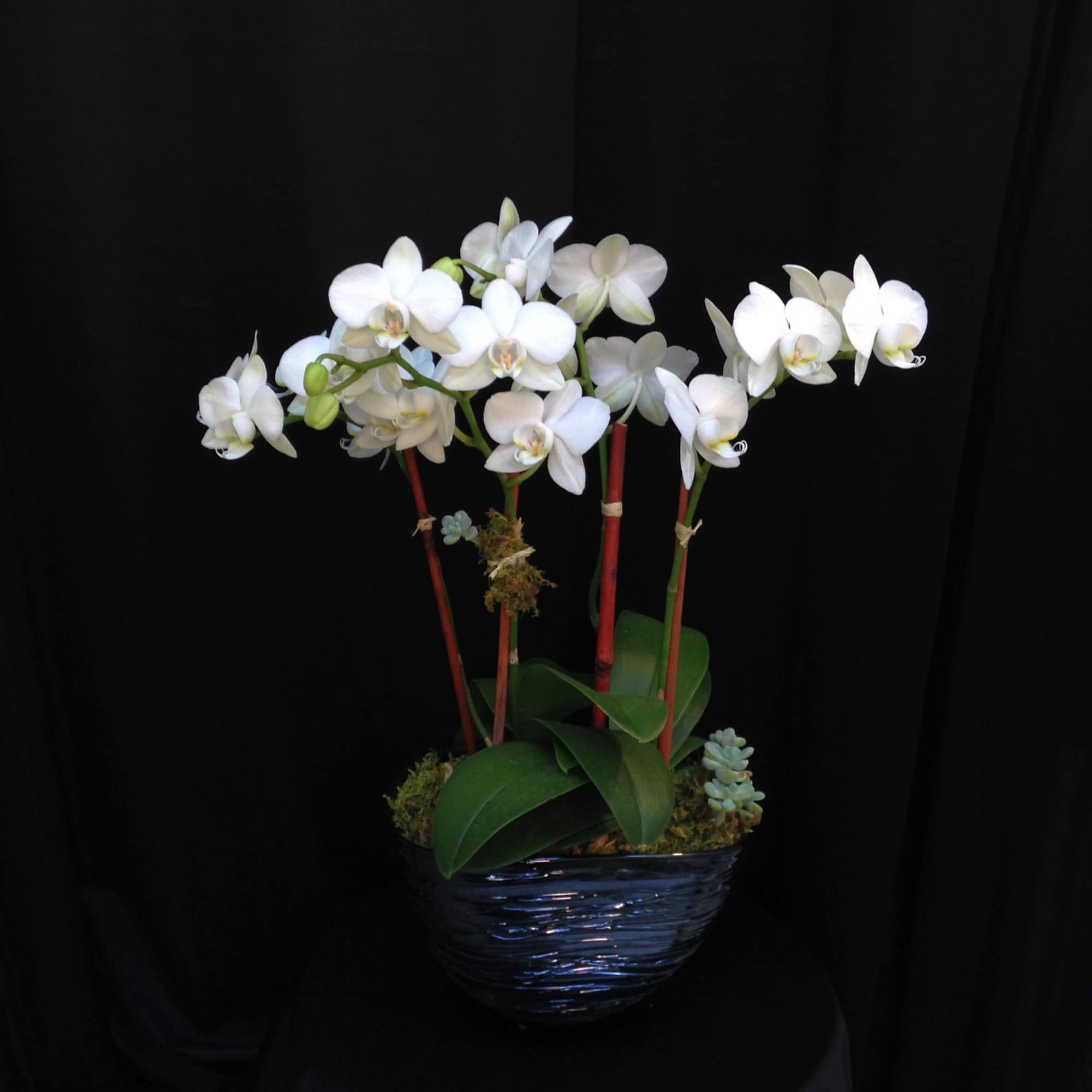 White orchids in a dark blue vase with succulents