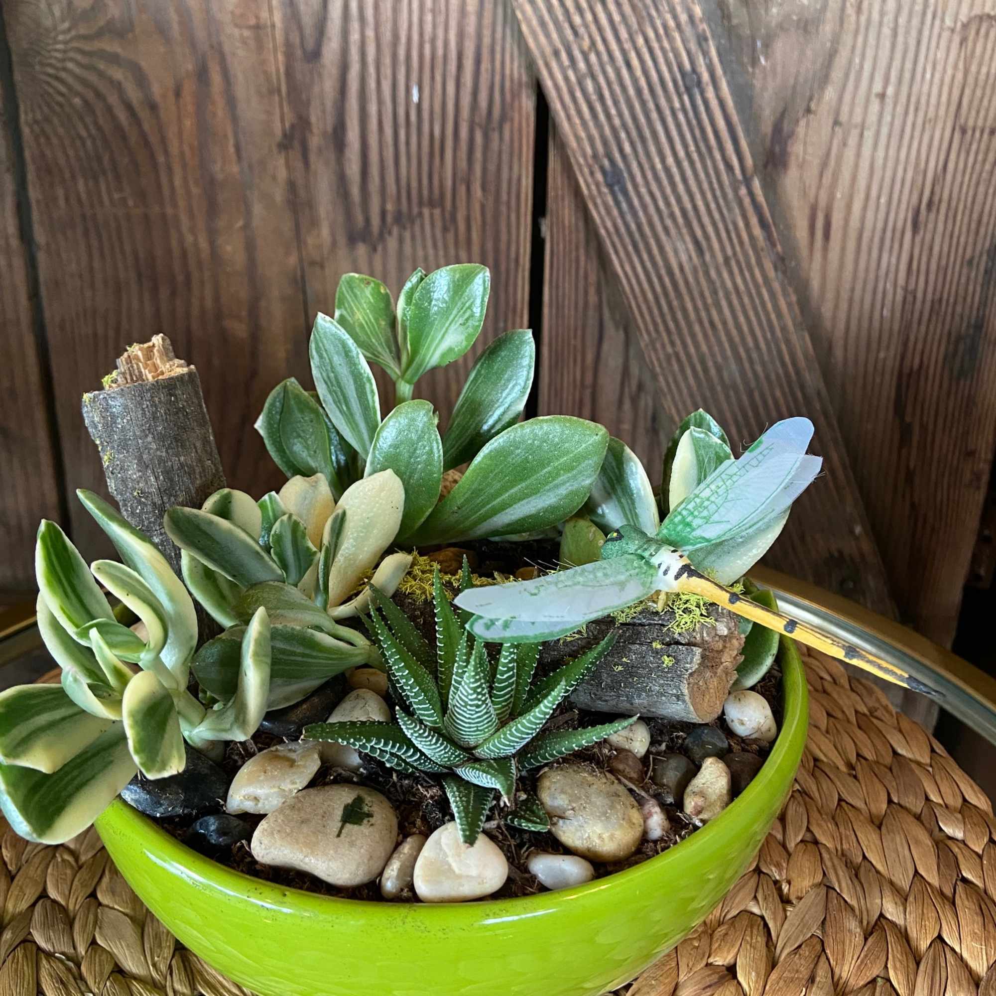 Succulent garden in a bright green bowl with stones and a decorative dragonfly pick