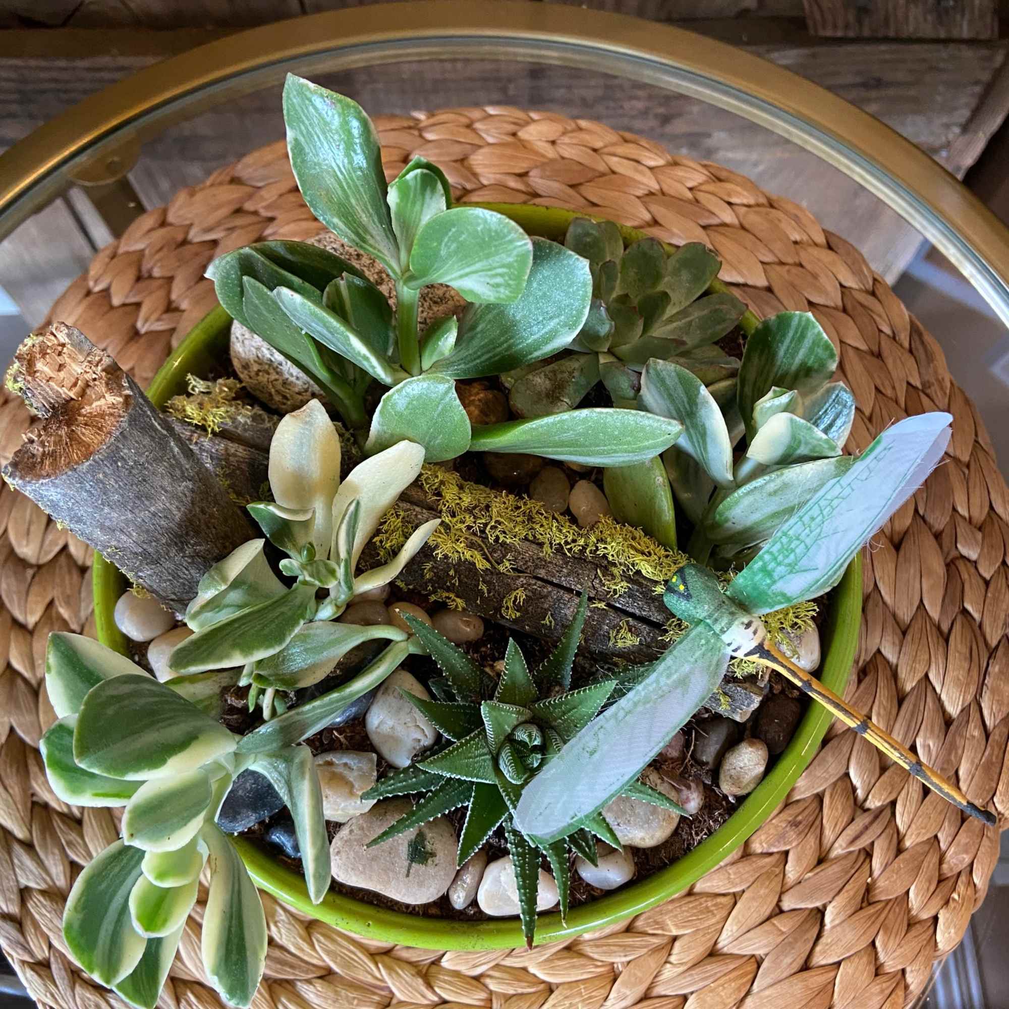 Dish garden of assorted succulents in a green bowl with pebbles, wood and a decorative dragonfly pick