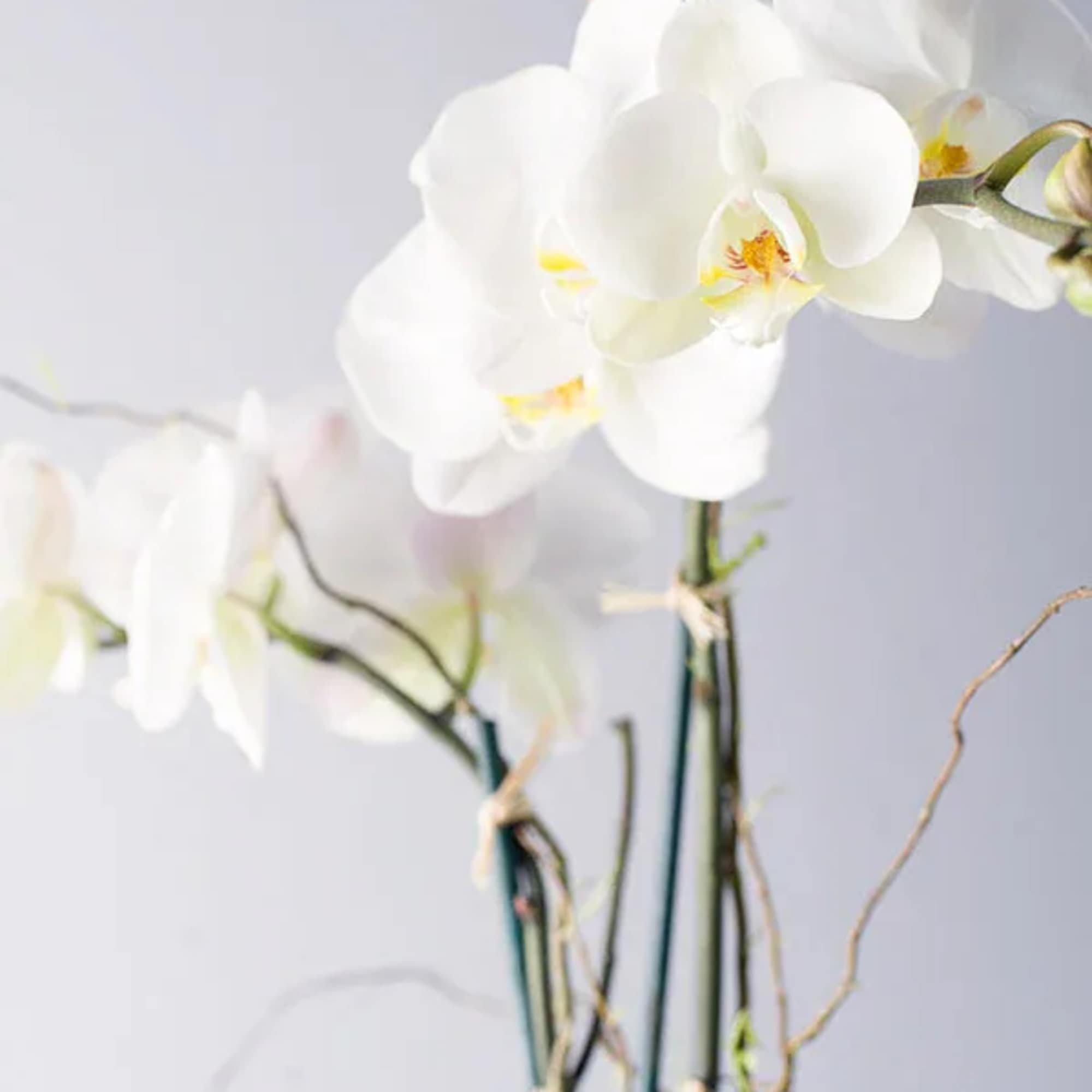 White orchid blooms on tall stems against a pale background