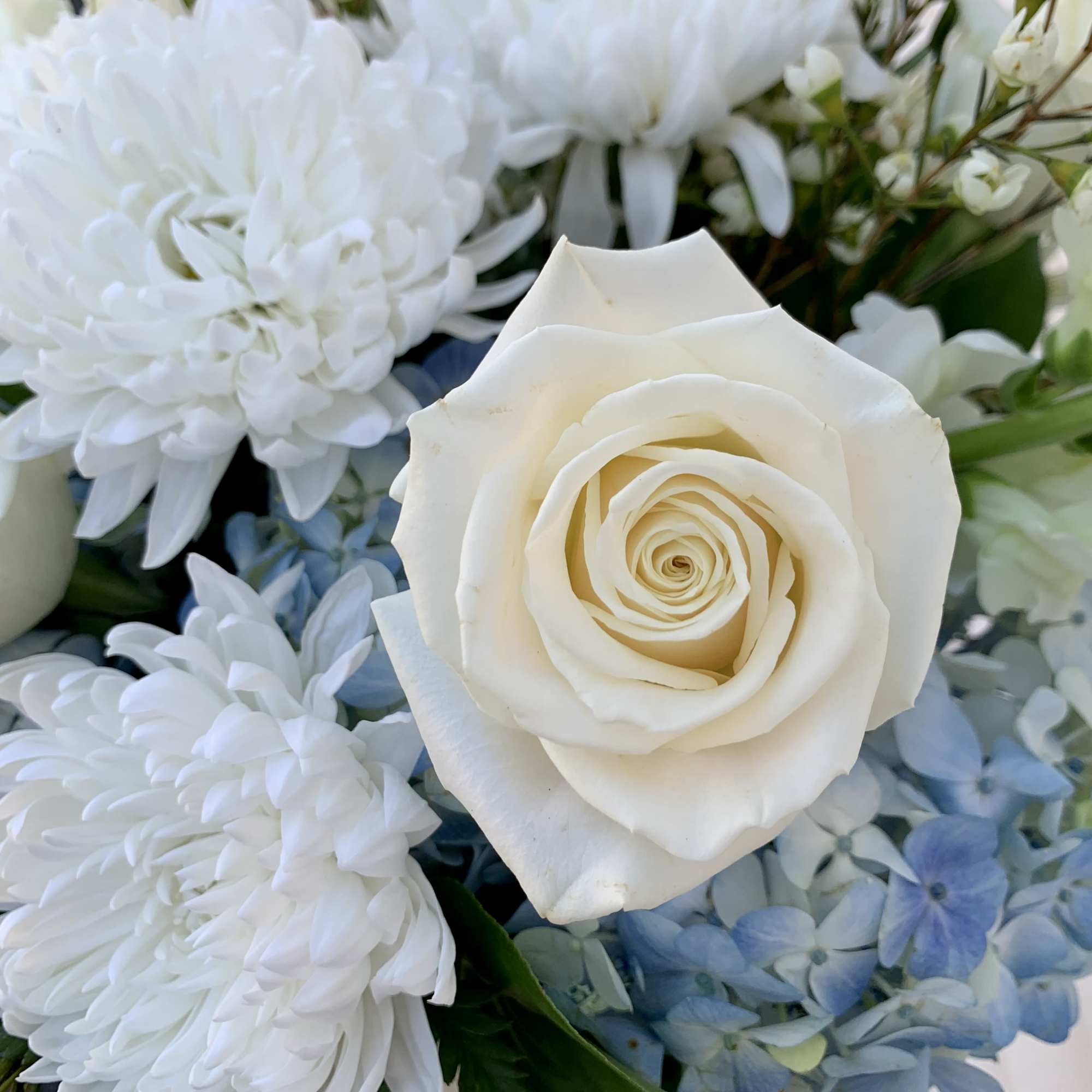 White rose with white chrysanthemums and pale blue hydrangeas in a bouquet
