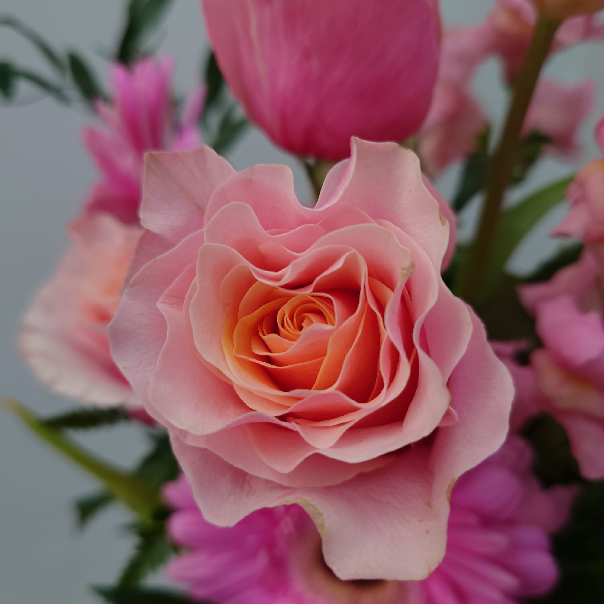Quench your favorite pink lover's need for all things pink! Featuring spectacular