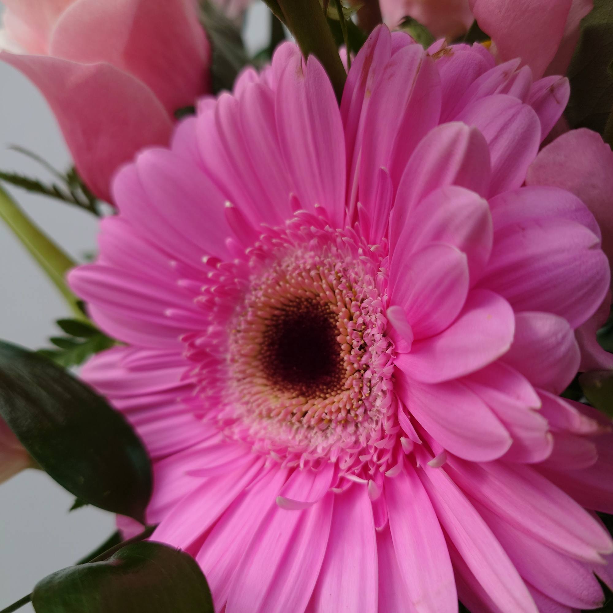 Quench your favorite pink lover's need for all things pink! Featuring spectacular