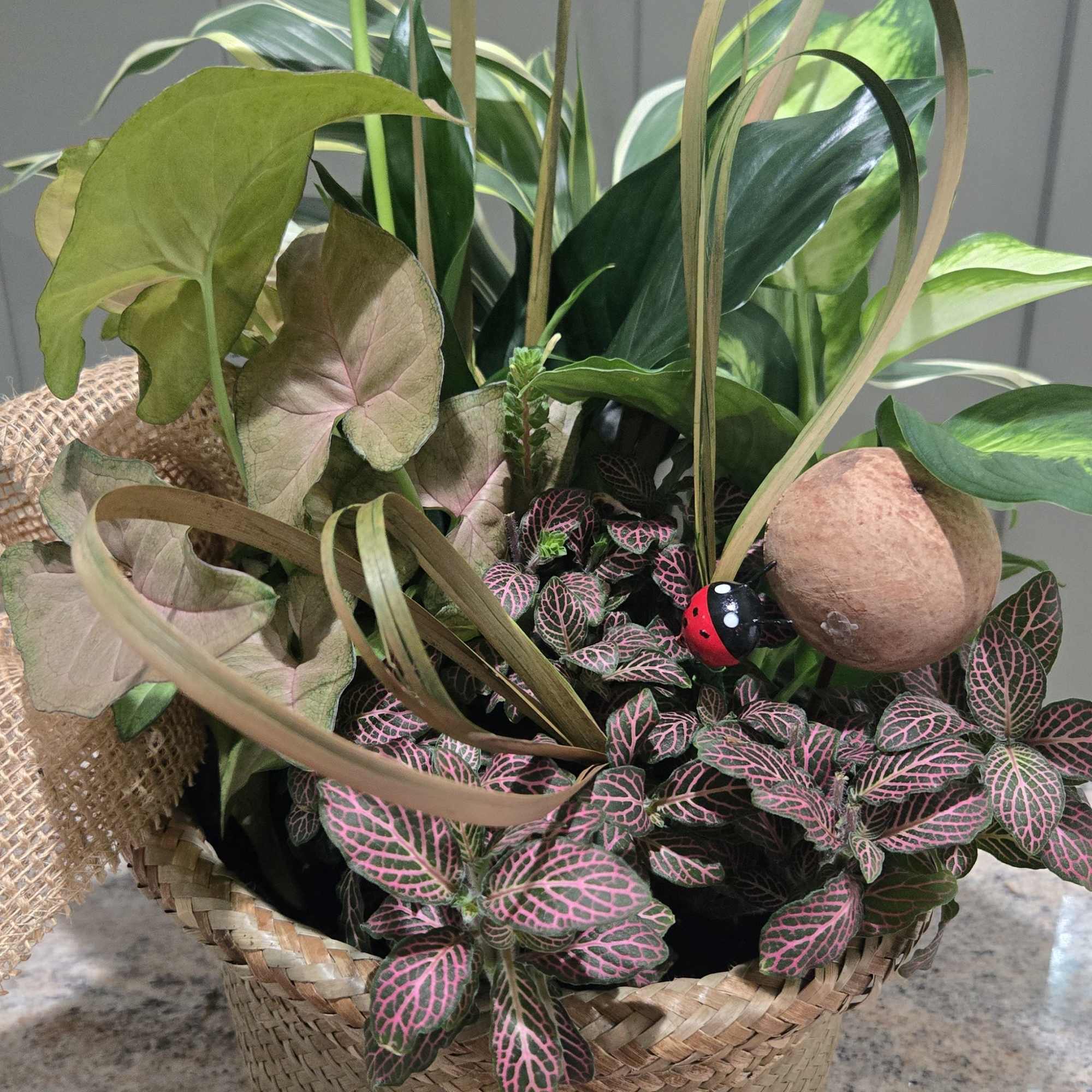 This collection of indoor houseplants all nestled in the 9" Rattan pot