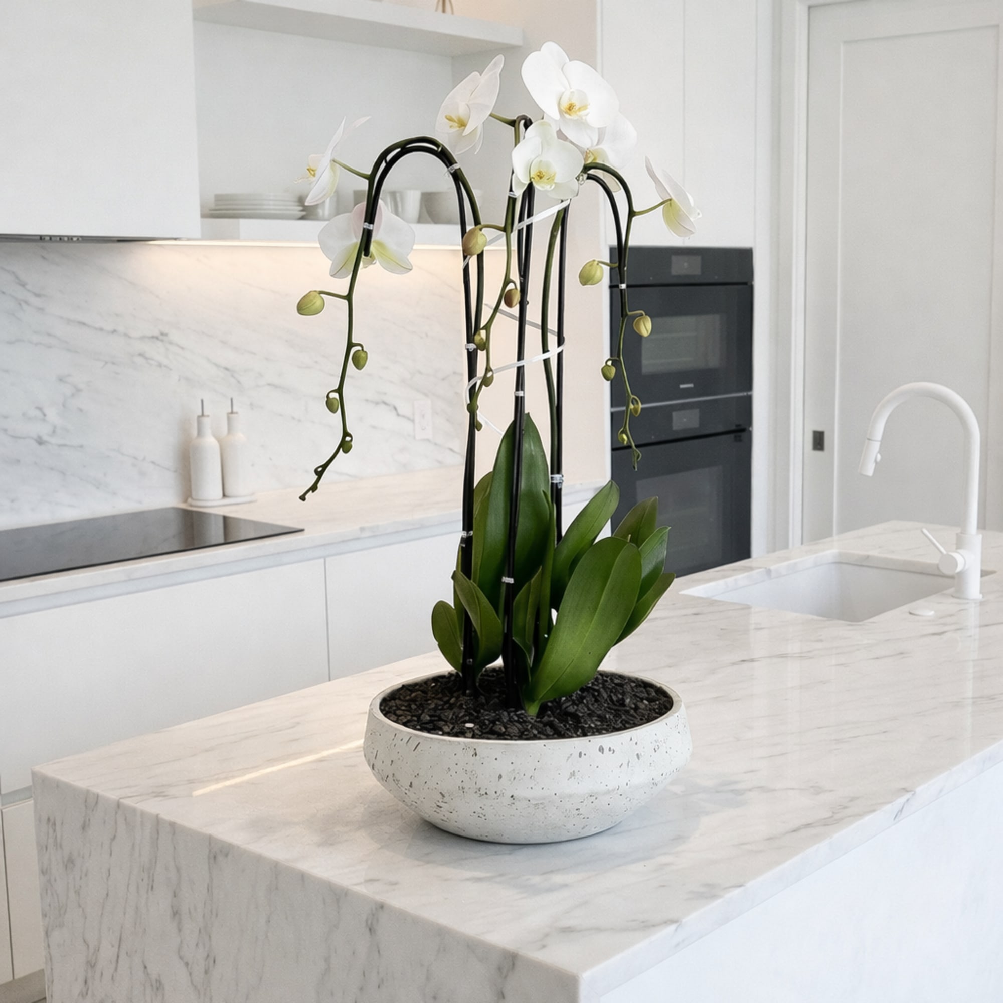 Same day Delivery Triple White Phalaenopsis Orchid Flower With a Vase 13"