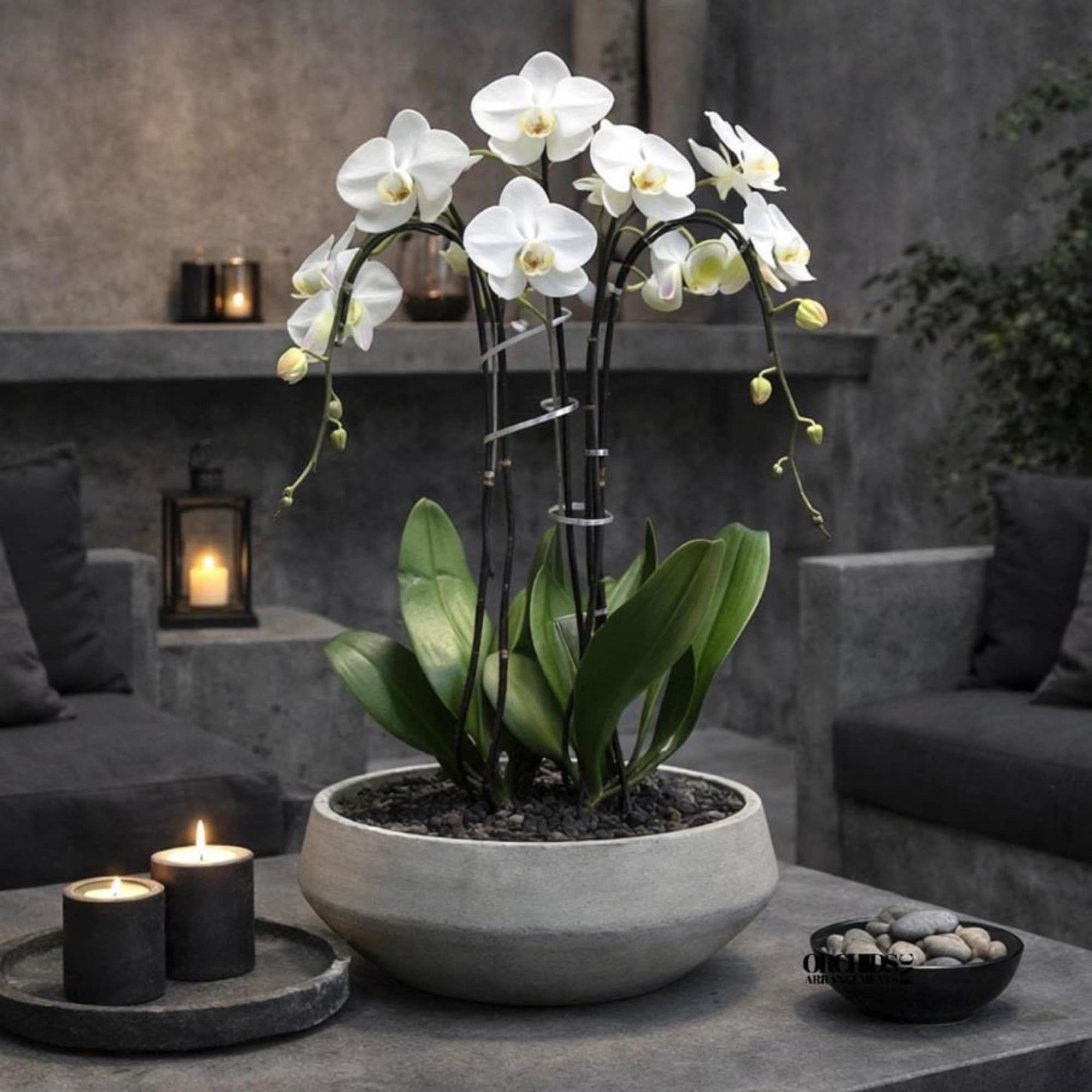 Same day Delivery Triple White Phalaenopsis Orchid Flower With a Vase 13"