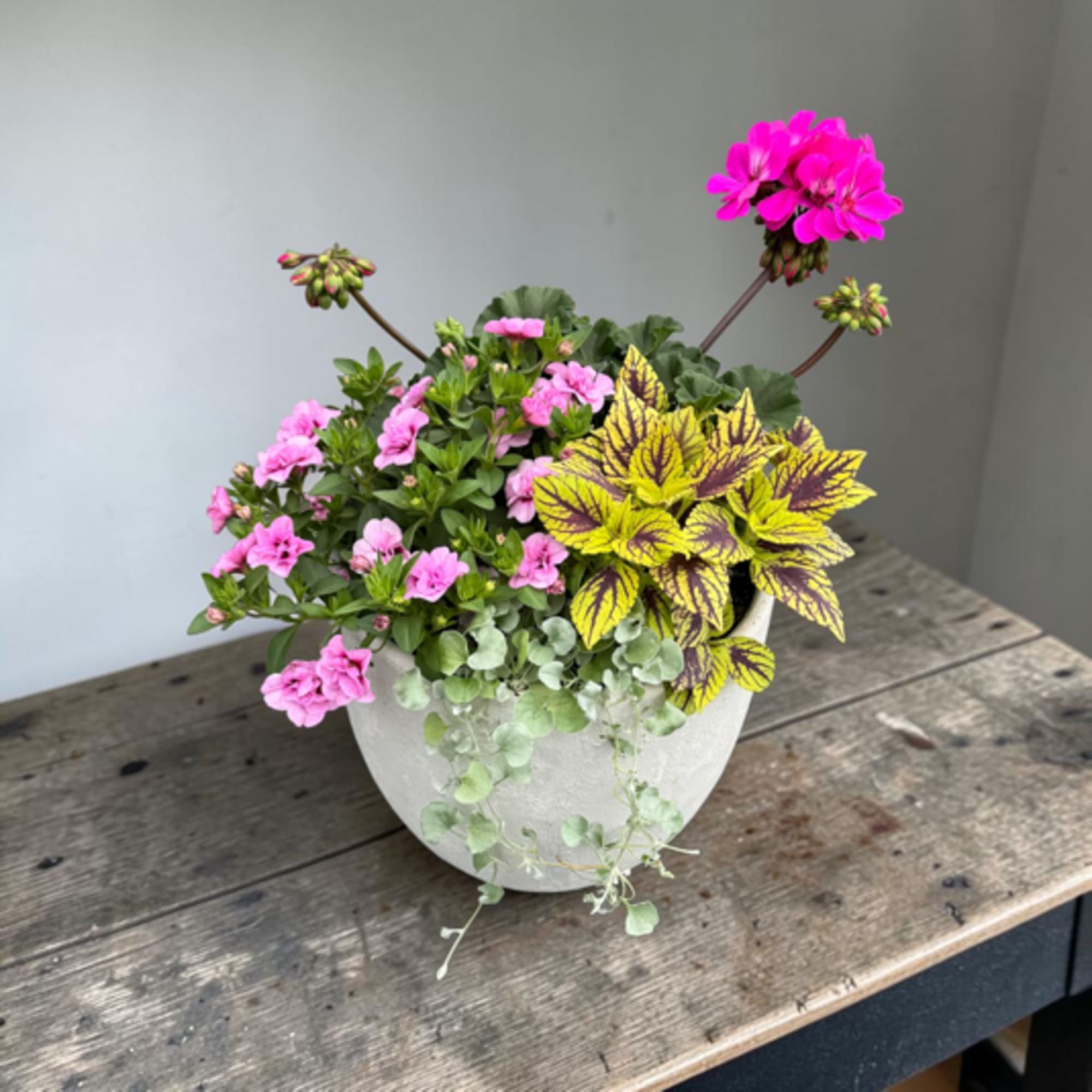 A lively mixed potted planting in a small white ceramic planter brings