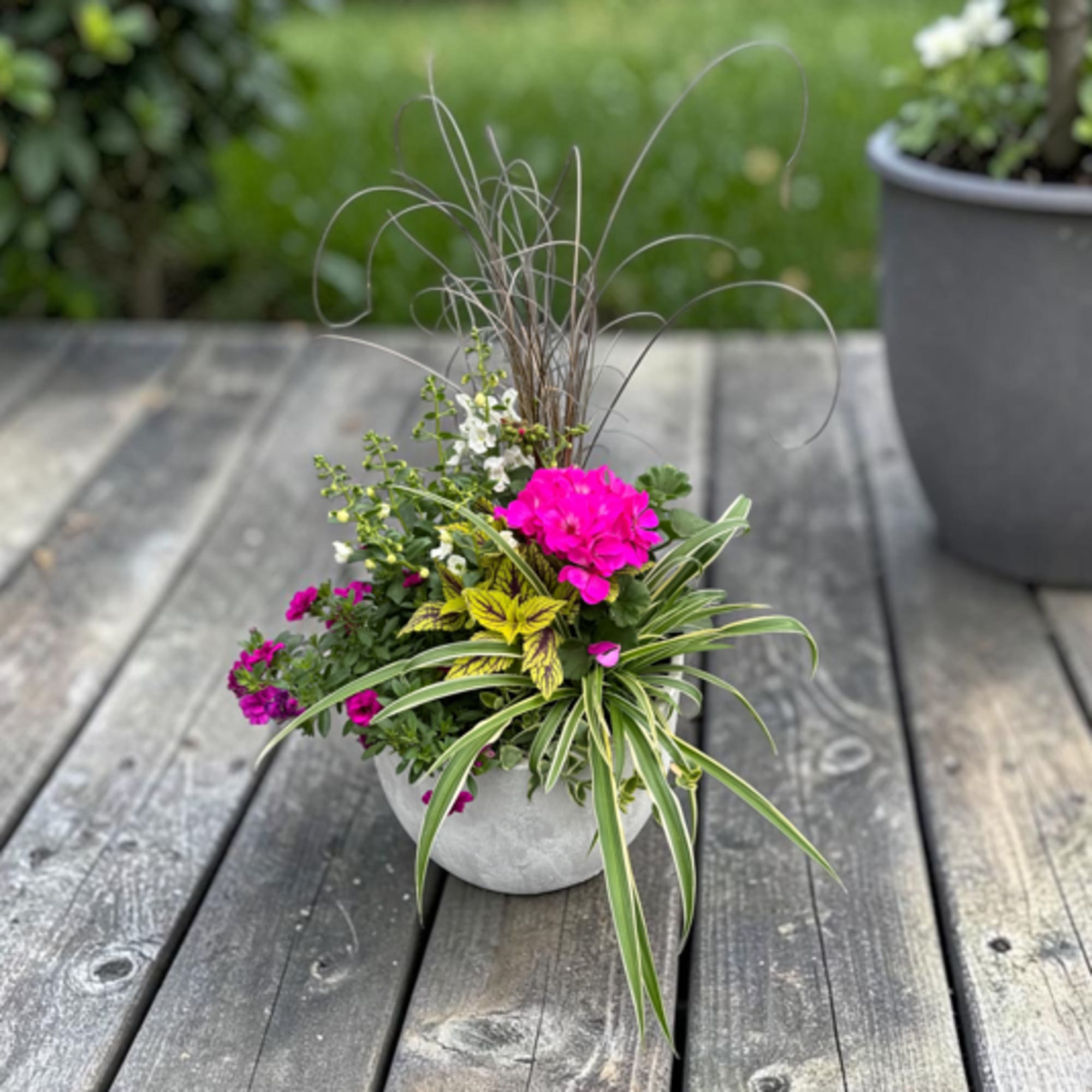 A lively mixed potted planting in a small white ceramic planter brings