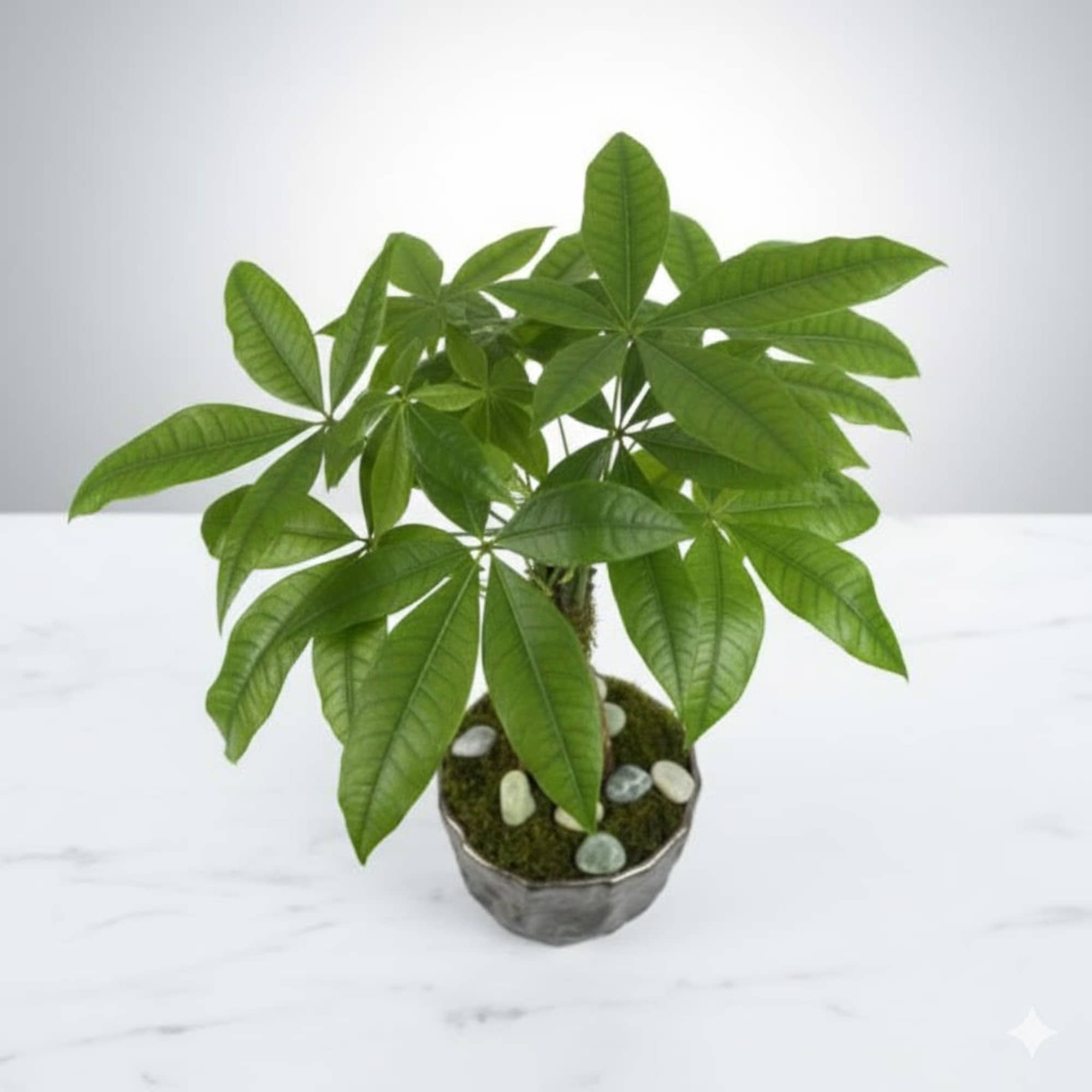  Pet Friendly?
Yes  - Money Tree (Pachira aquatica) is generally considered