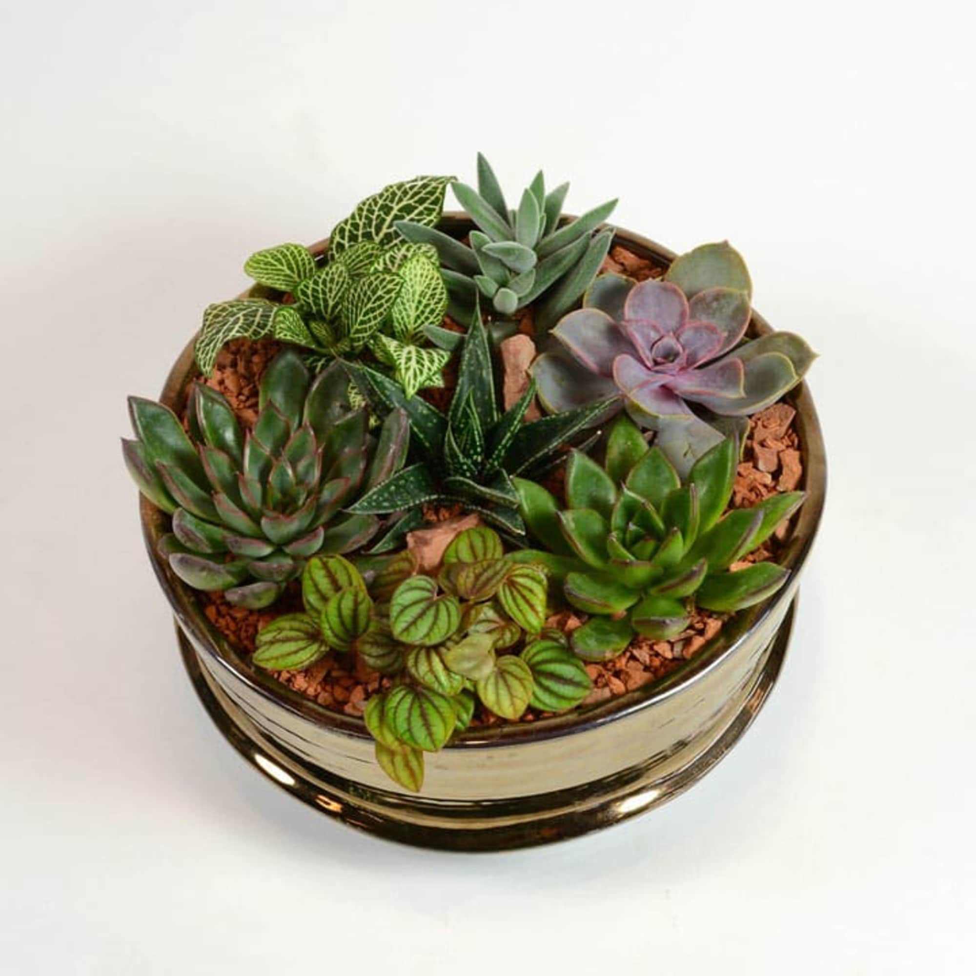 Round dish garden of assorted succulents in a glass bowl