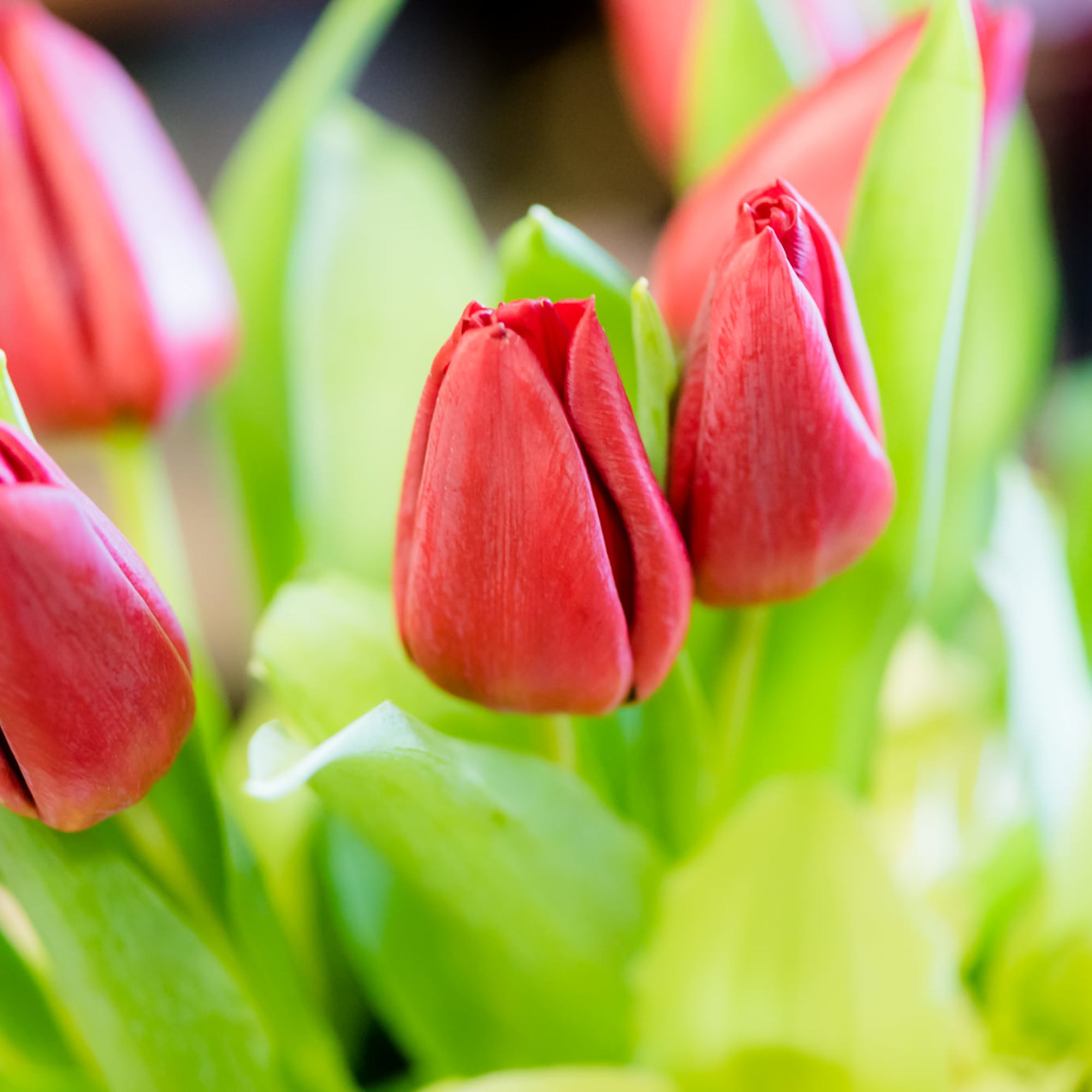 Close-up of red tulip buds with bright green foliage