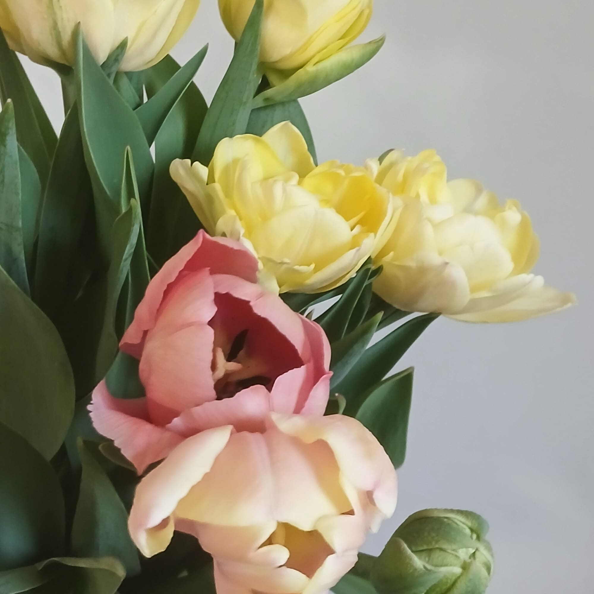Bouquet of yellow and pink tulips