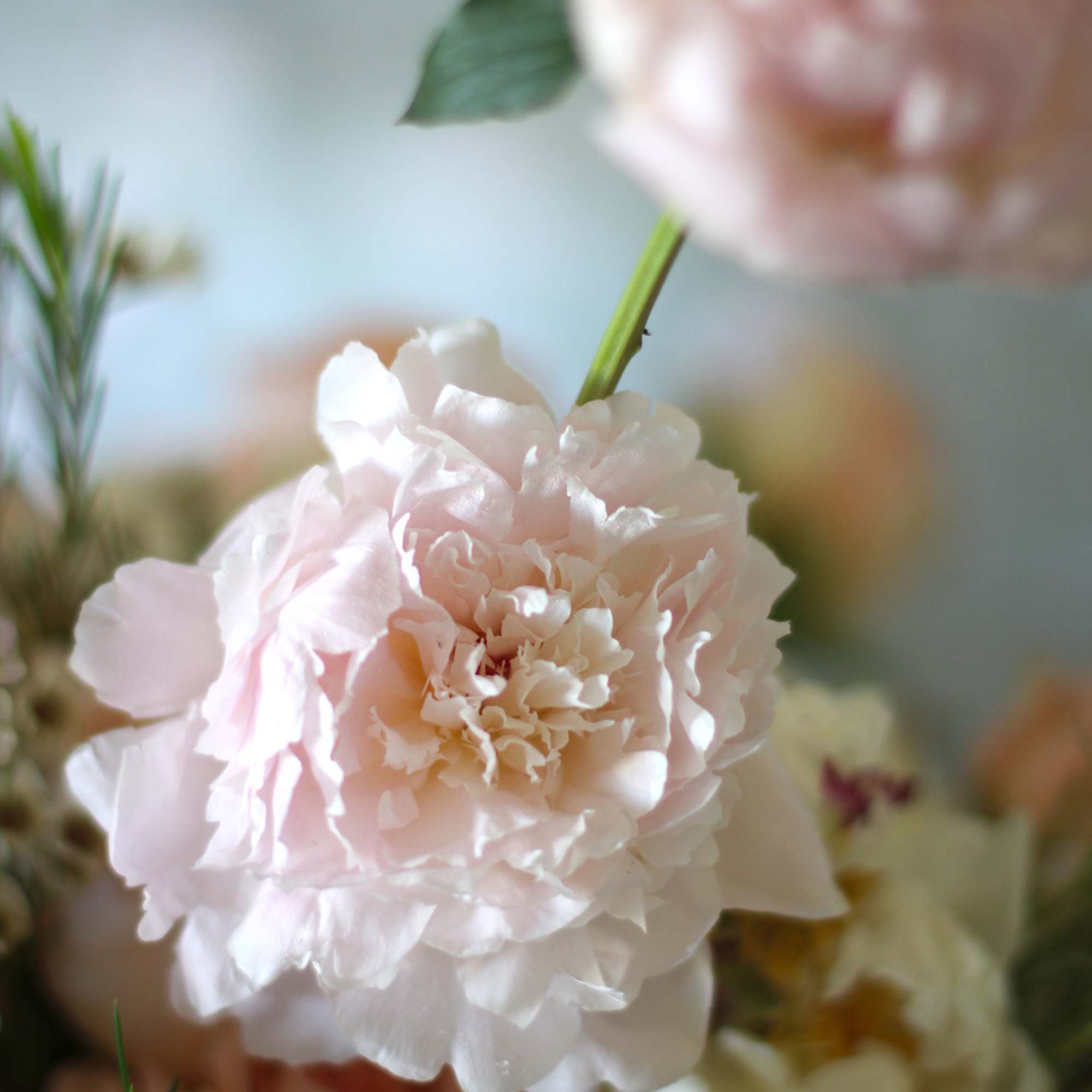A peach Blush Ivory color palette create by Garden rose, peonies, seasonal