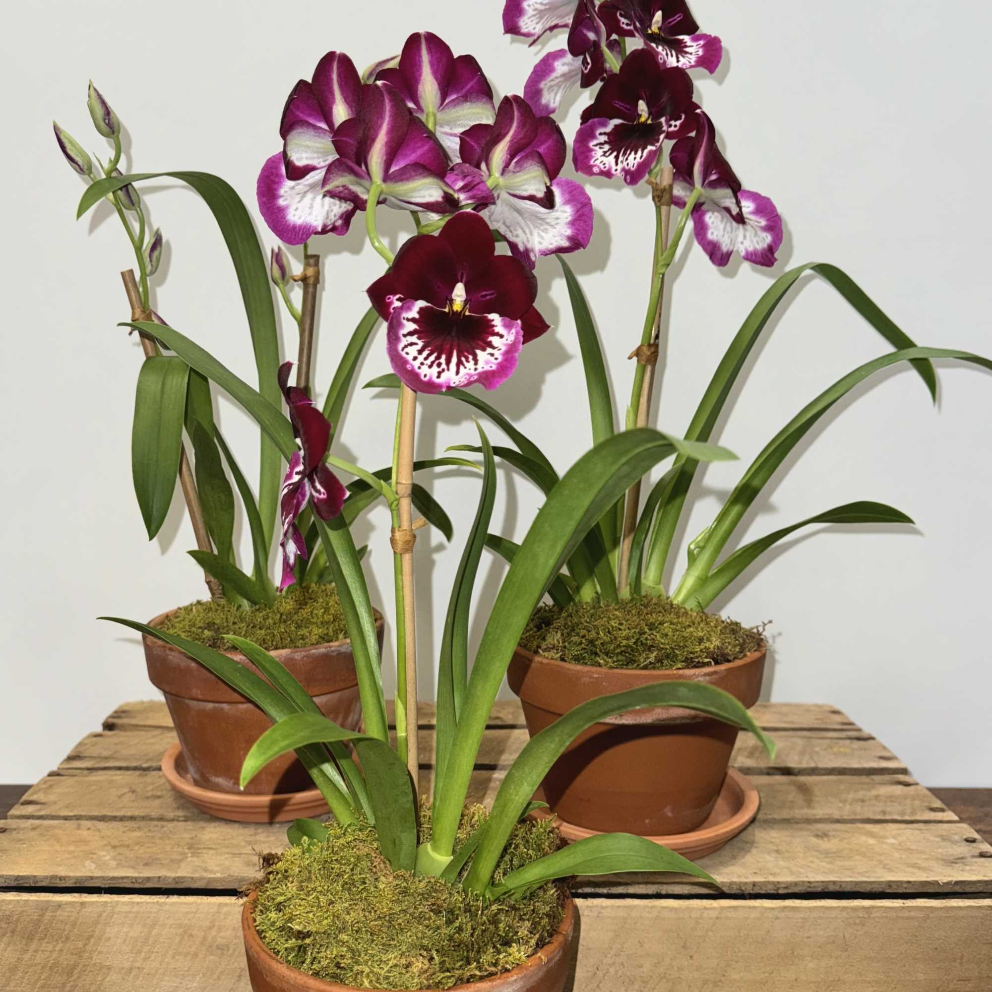 Miltoniopsis Lennart Karl Gottling 'Red Rim' in a 5" clay pot
one plant