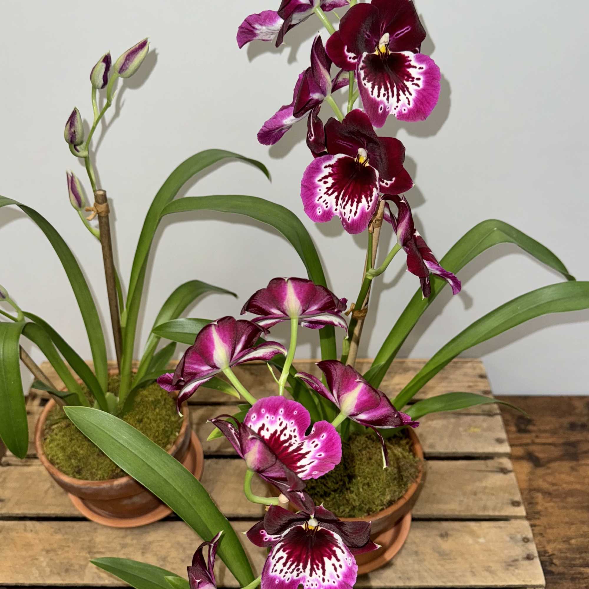 Miltoniopsis Lennart Karl Gottling 'Red Rim' in a 5" clay pot
one plant