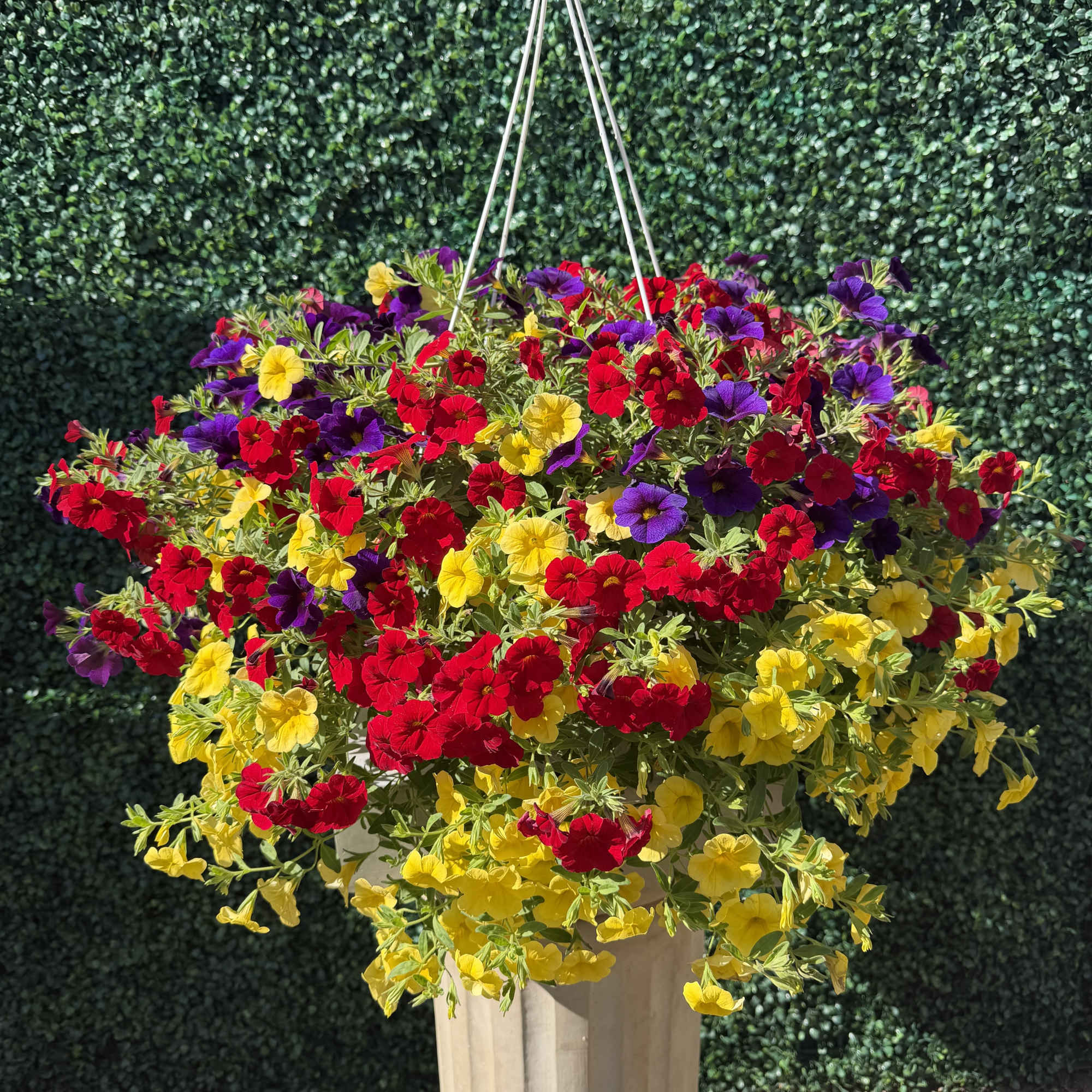 An overflowing spray of small, colorful blooms makes this 12" Million Bells