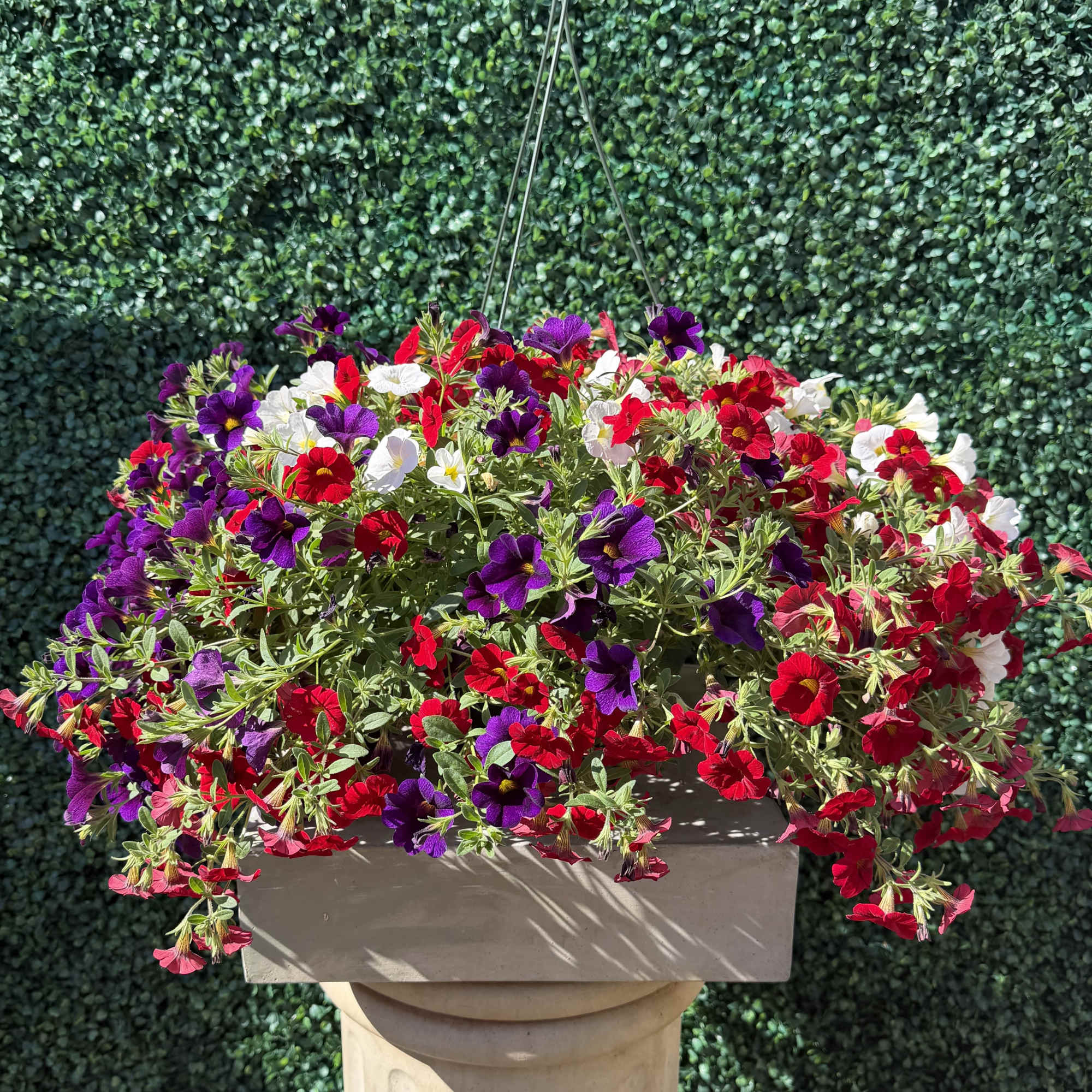 An overflowing spray of small, colorful blooms makes this 12" Million Bells