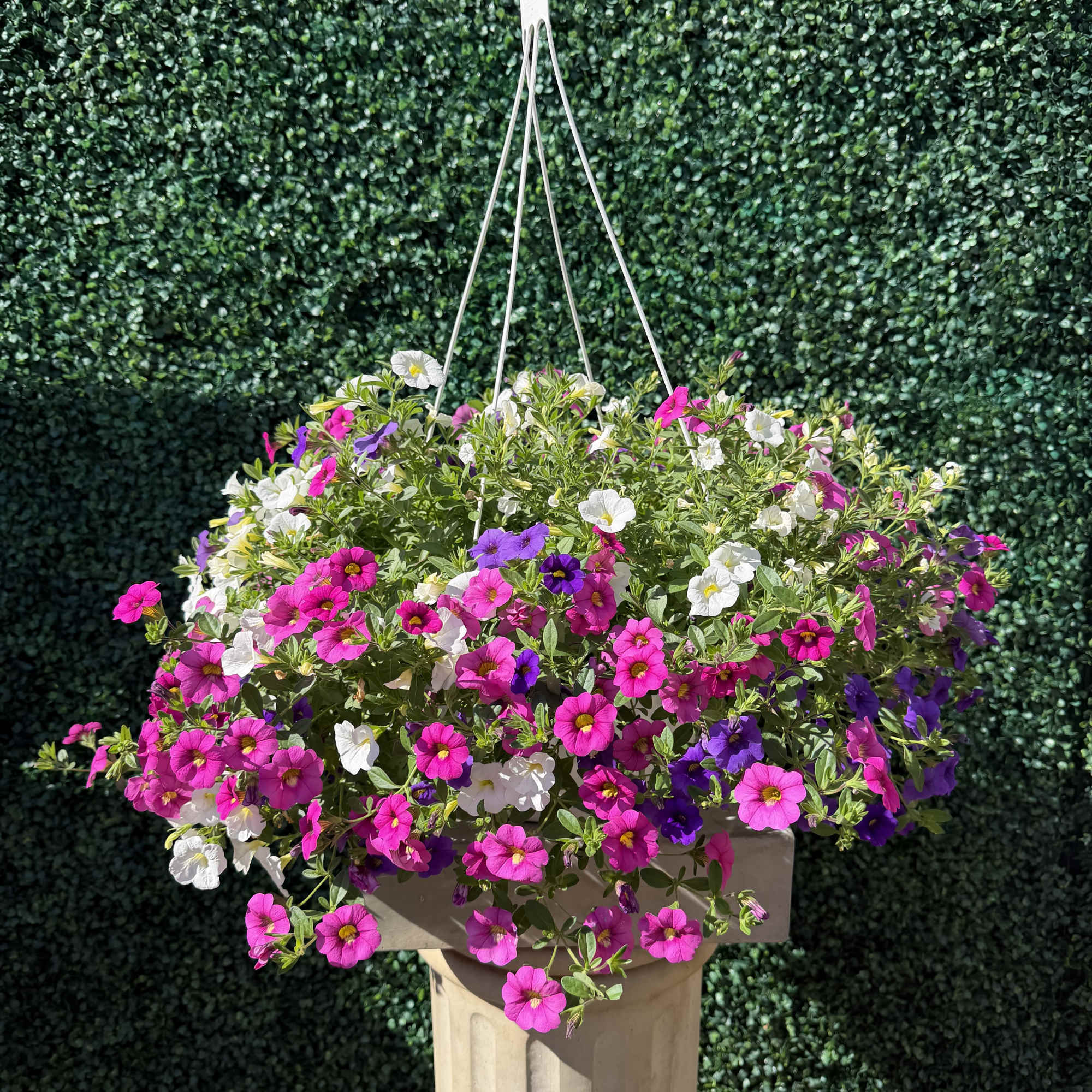 An overflowing spray of small, colorful blooms makes this 12" Million Bells