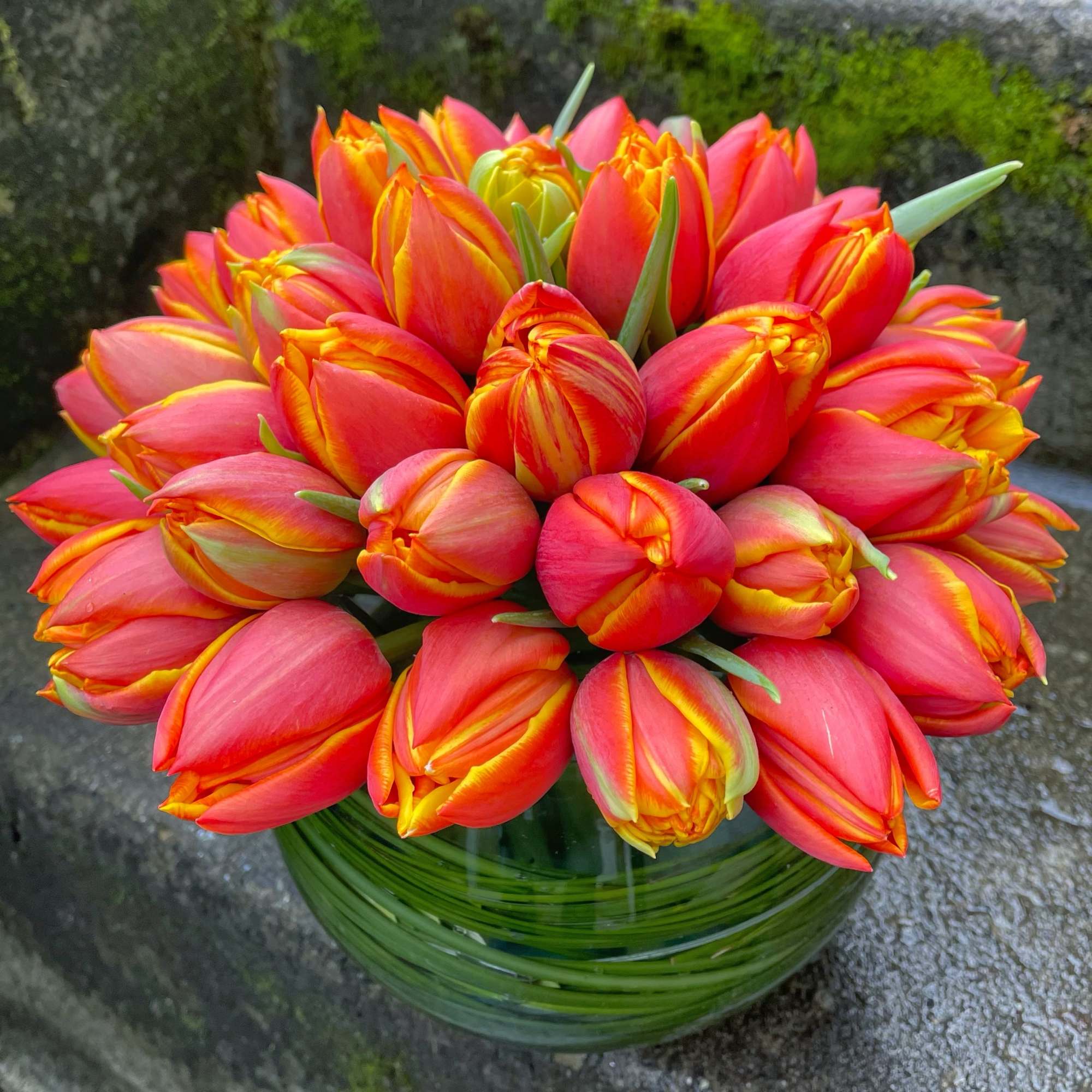 Compact arrangement of orange and yellow tulips in a round glass vase wrapped with green bands.