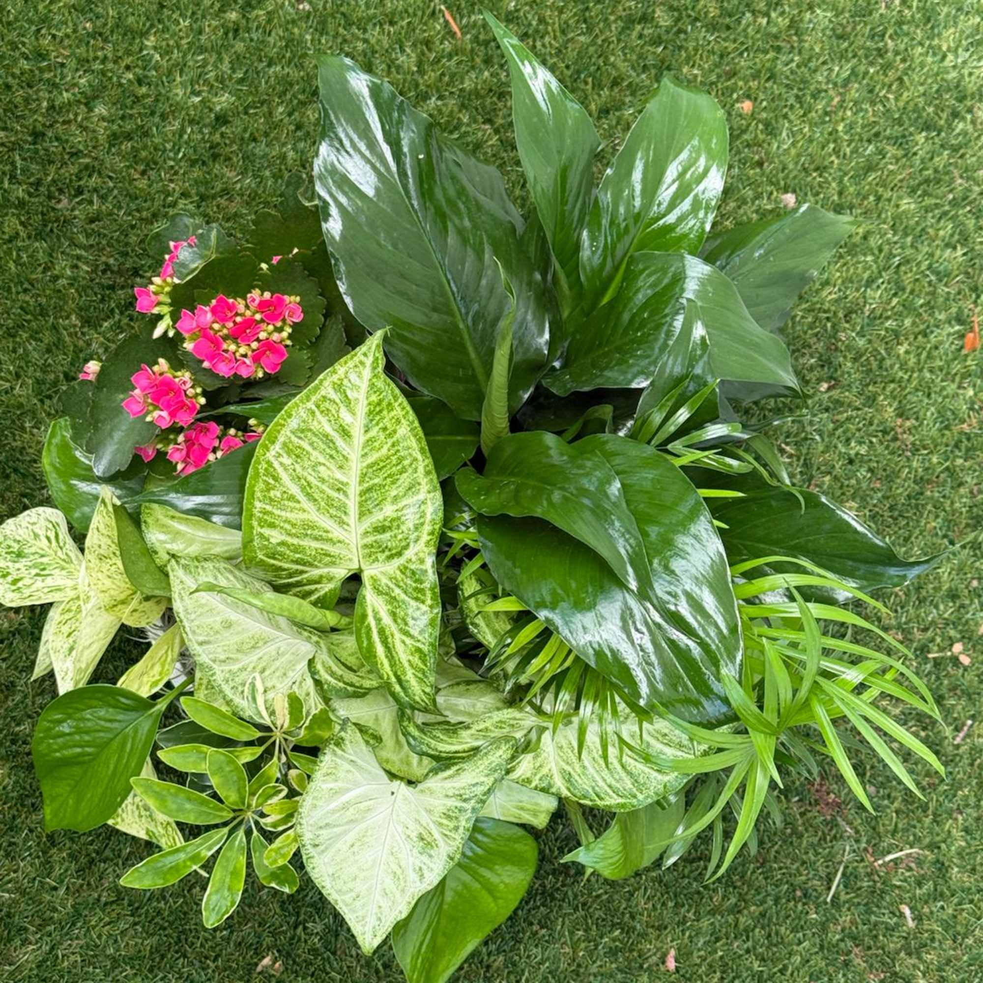 Tropical potted plant arrangement with pink blooms on grass