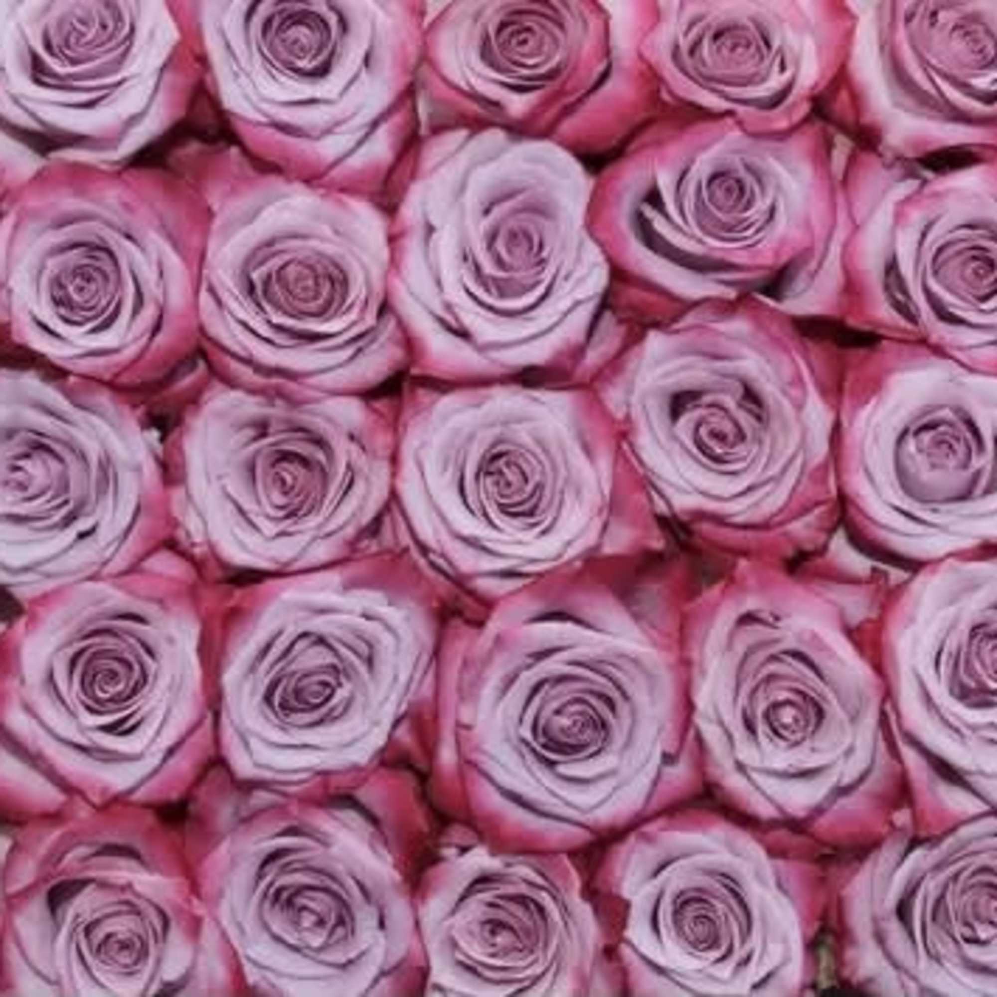Tight grid of lavender roses with bright pink edges arranged closely together.